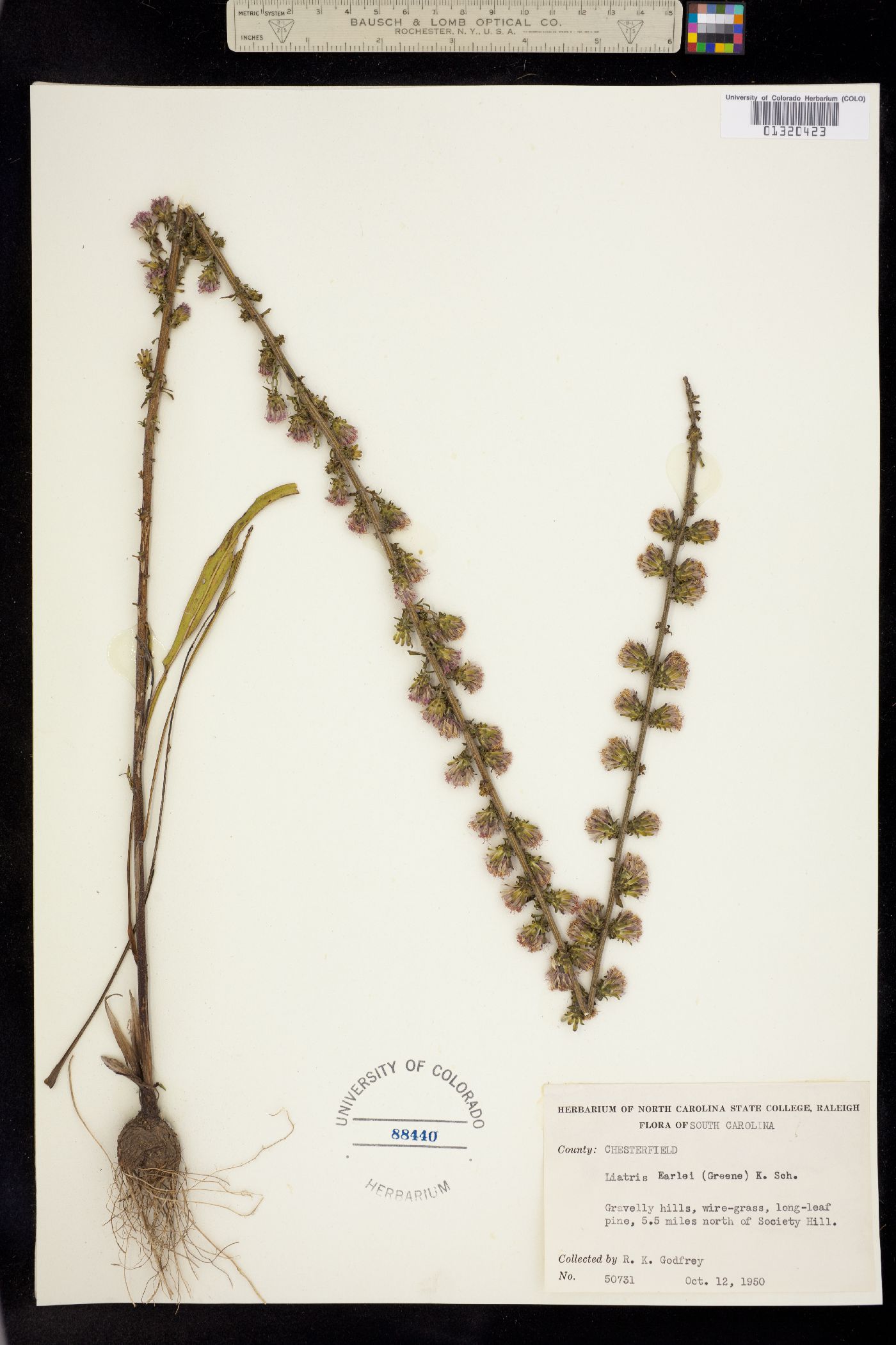 Liatris squarrulosa image