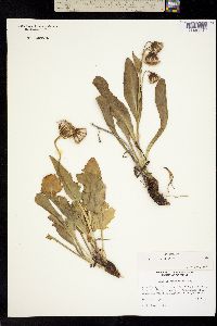Ligularia amplectens image