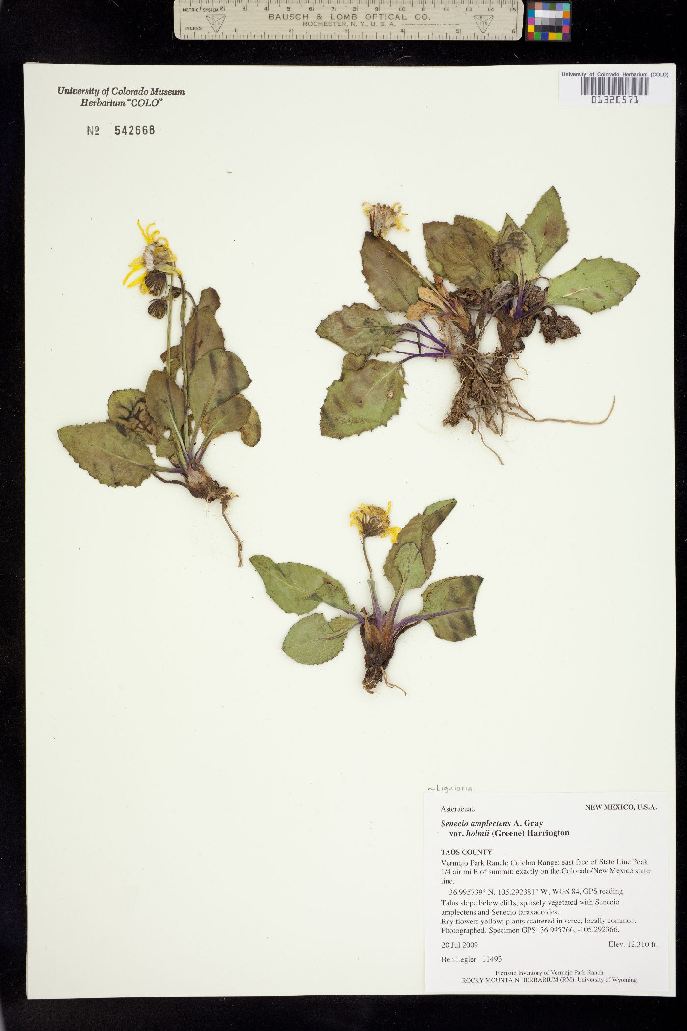 Ligularia amplectens image
