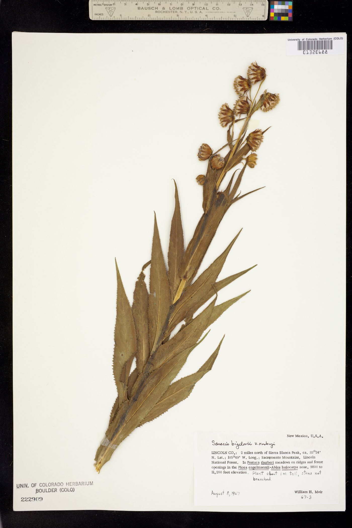 Senecio bigelovii image