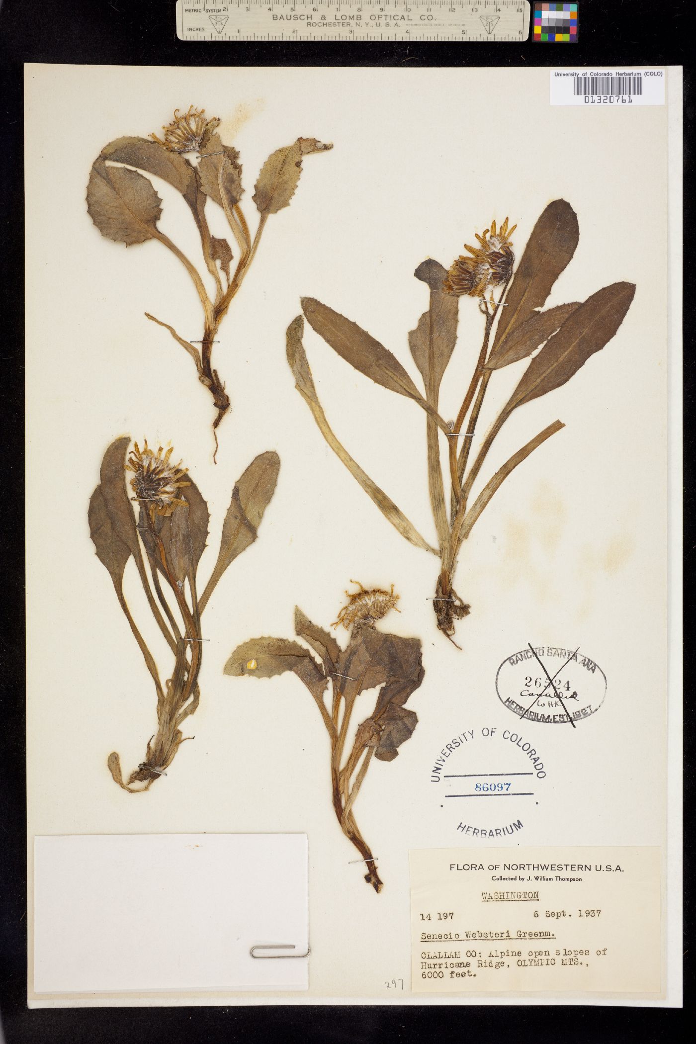 Senecio neowebsteri image