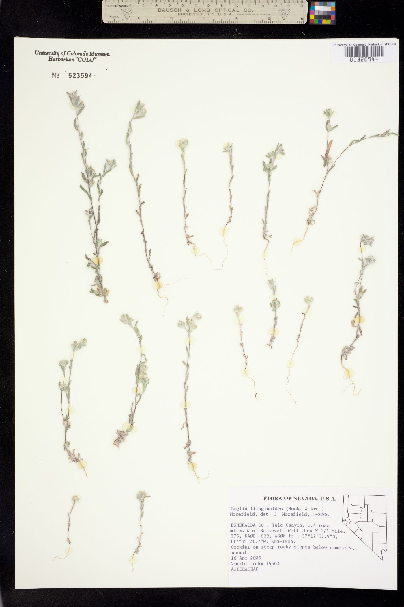 Logfia filaginoides image