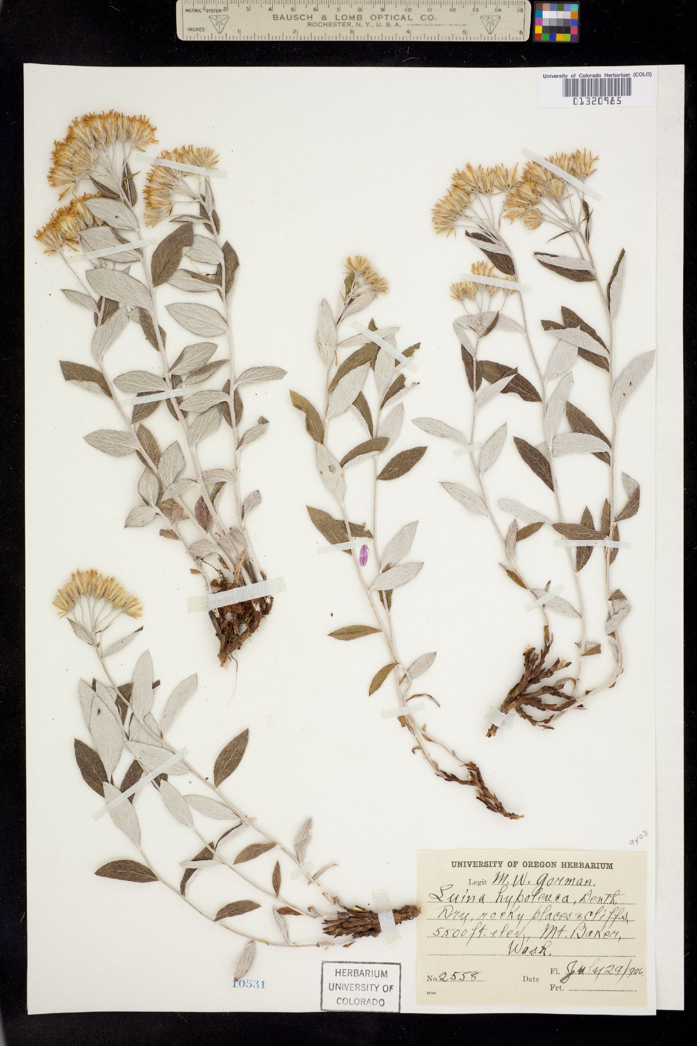 Luina hypoleuca image