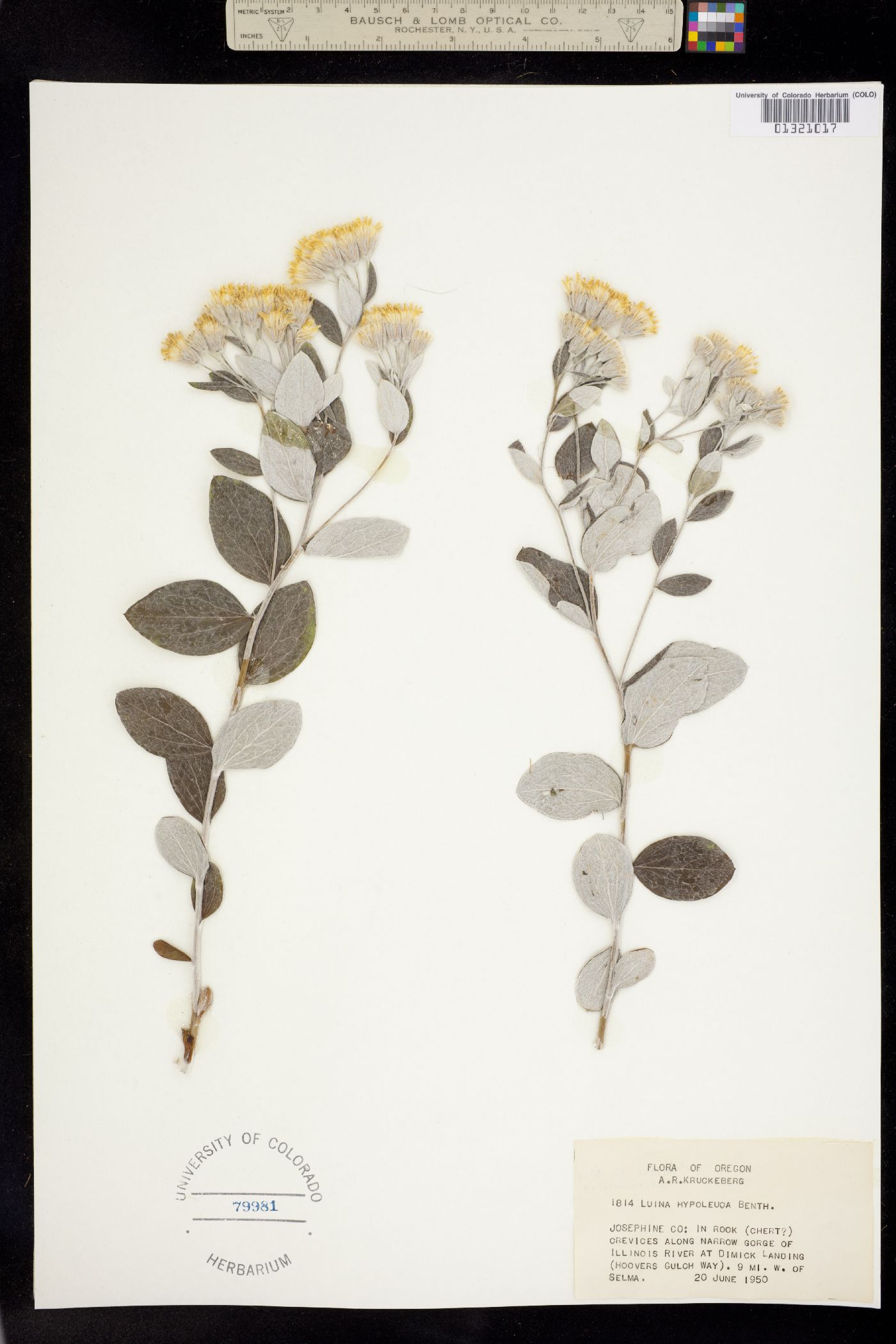 Luina hypoleuca image