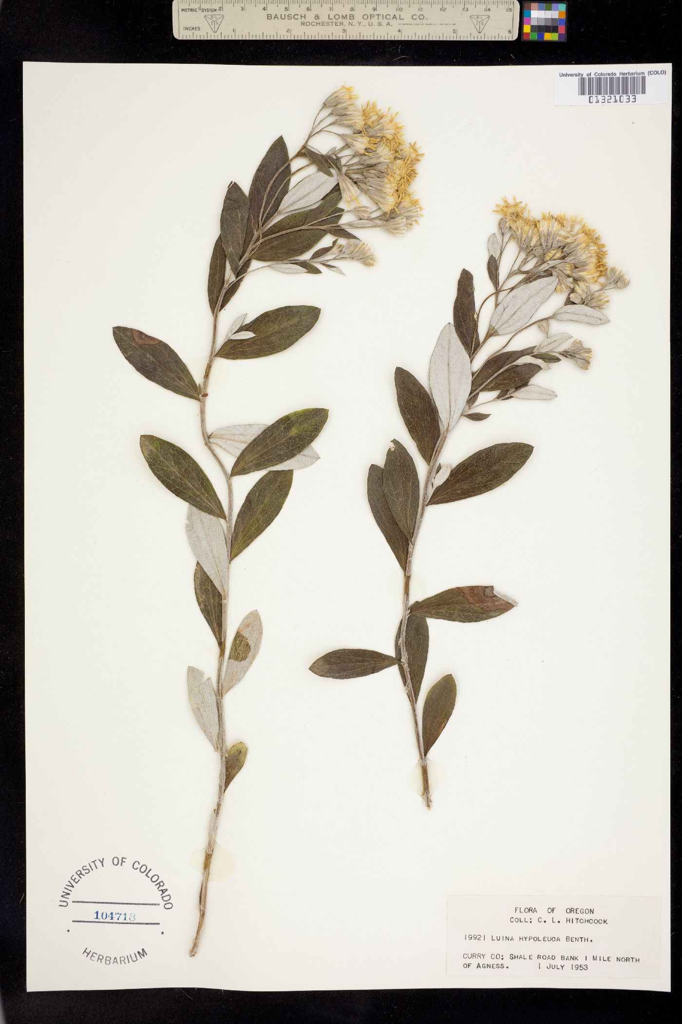 Luina hypoleuca image