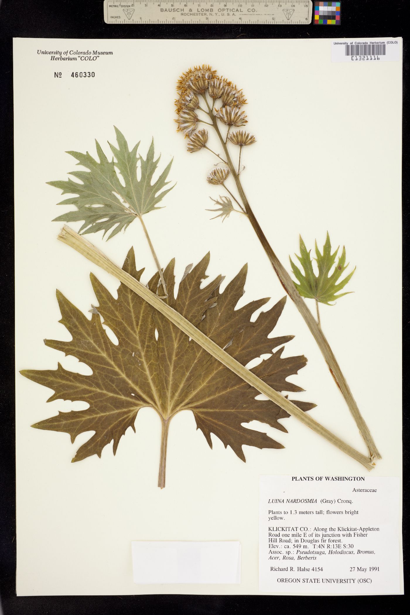 Cacaliopsis nardosmia image