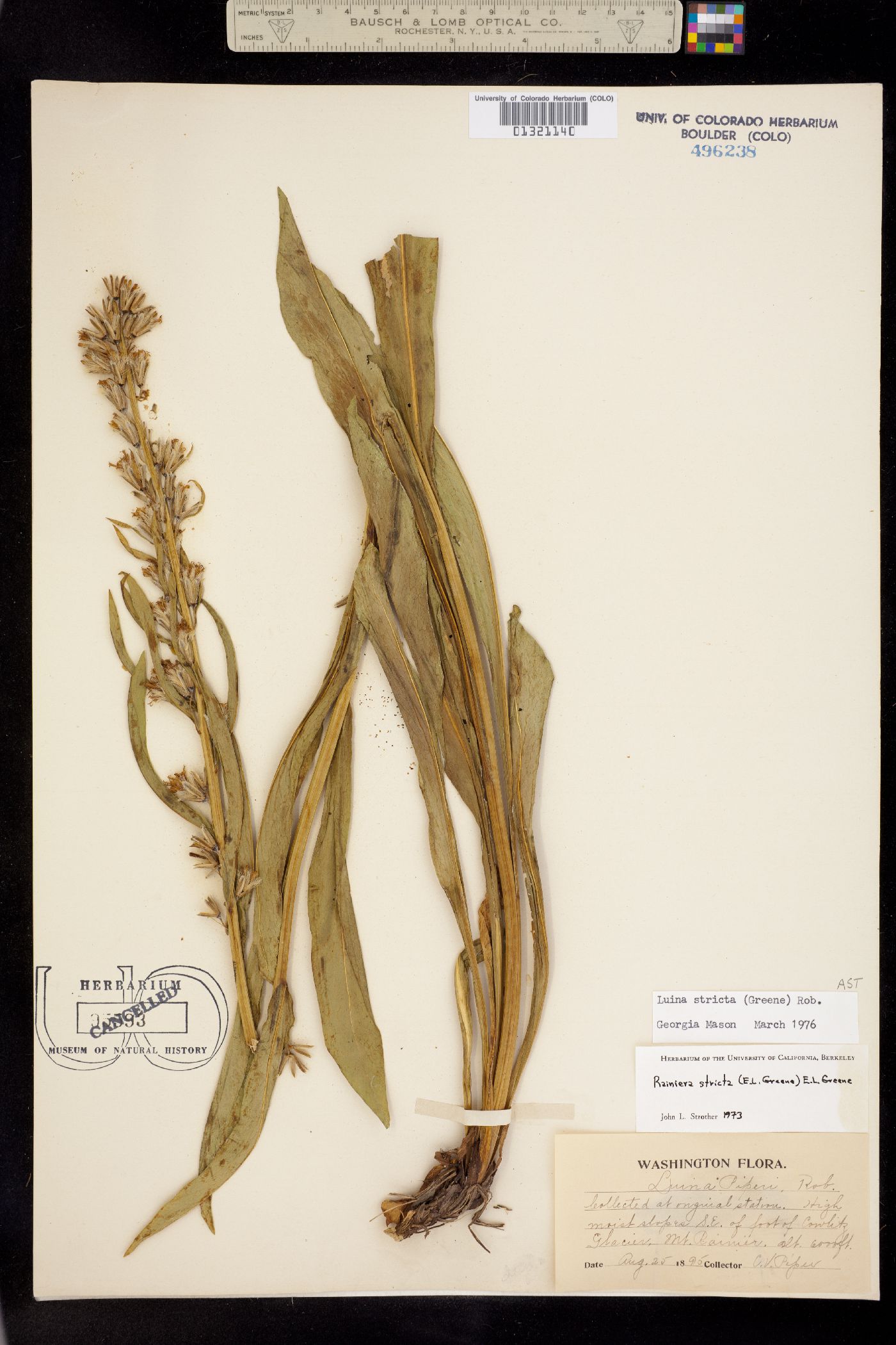 Rainiera stricta image