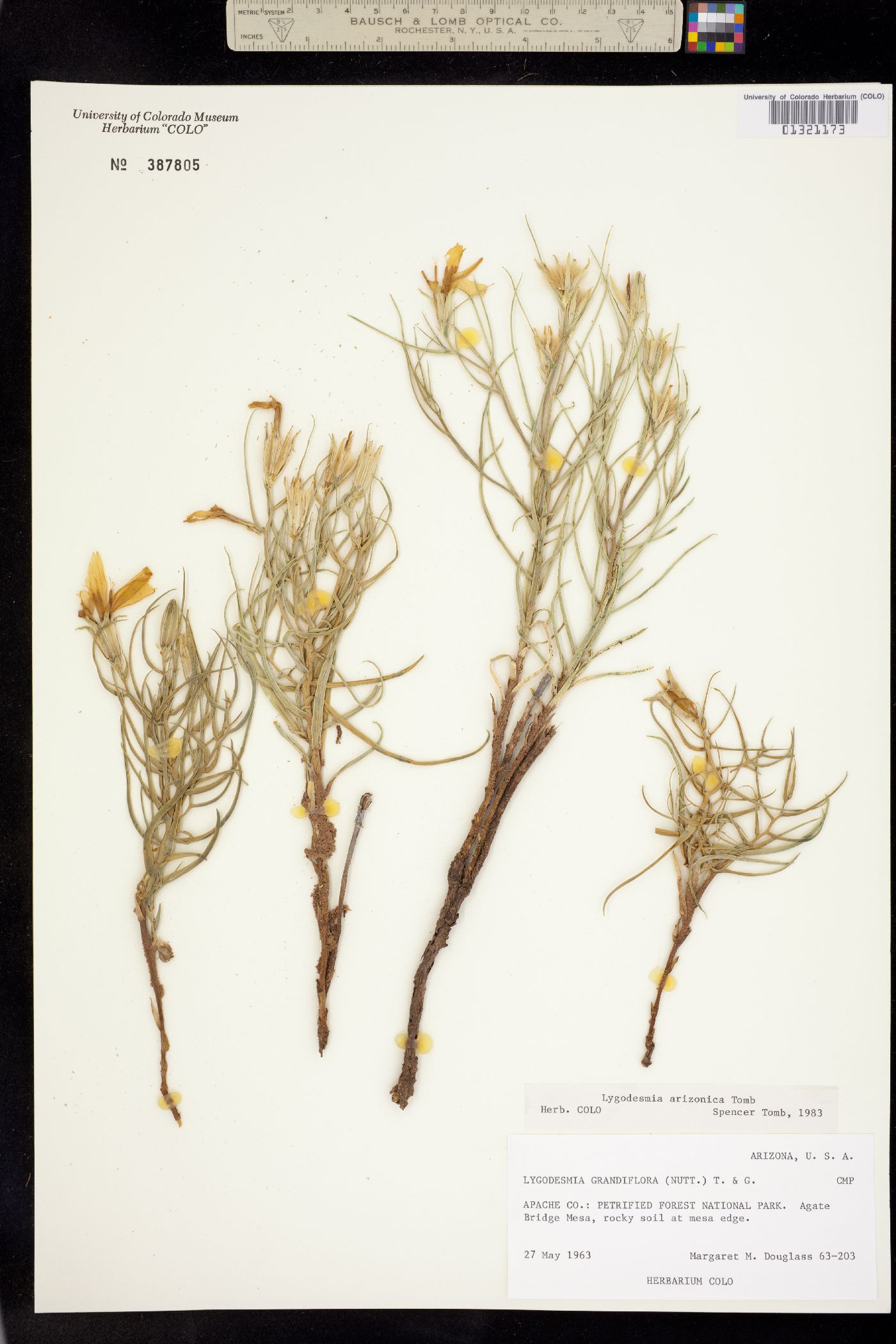 Lygodesmia grandiflora var. arizonica image