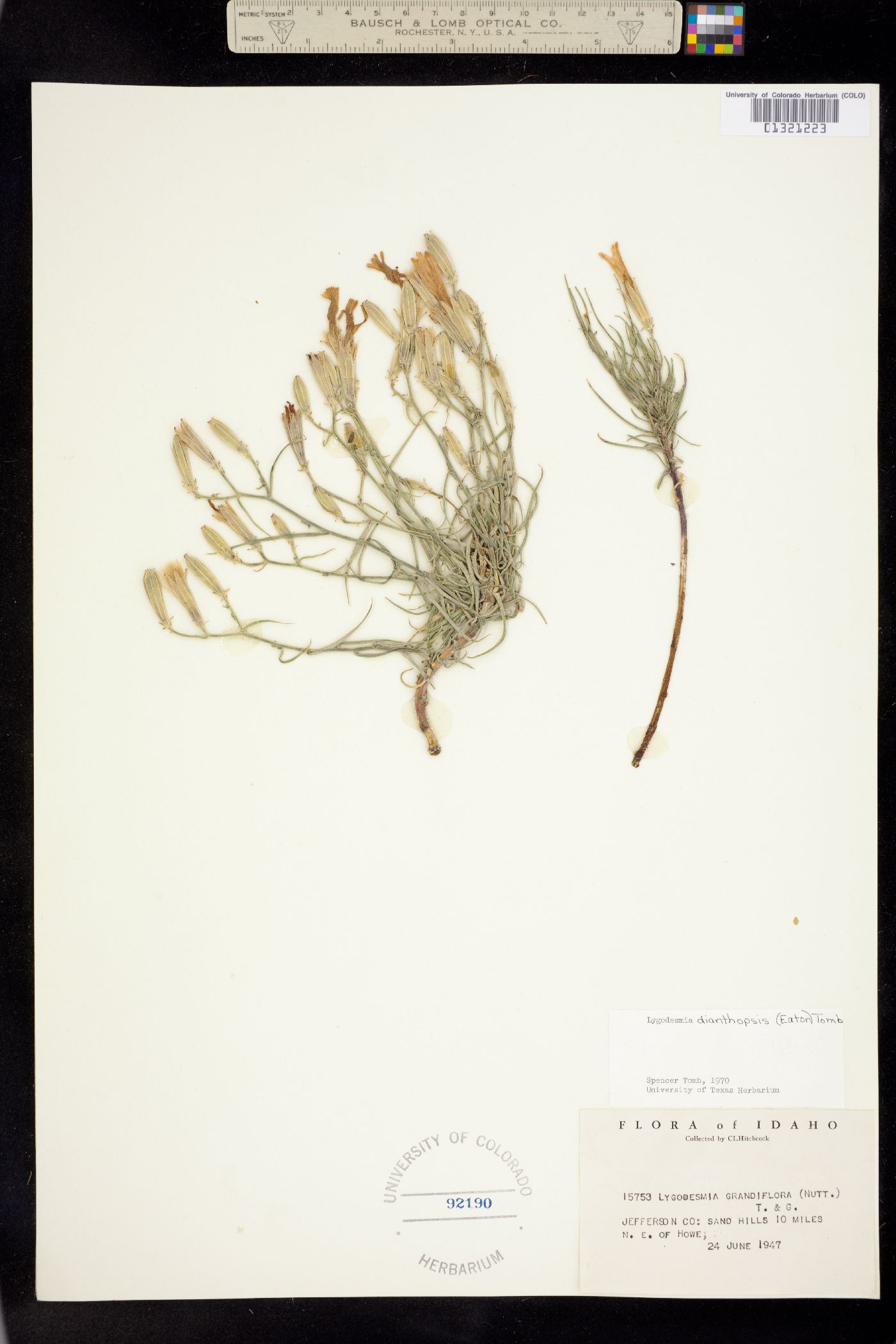 Lygodesmia image