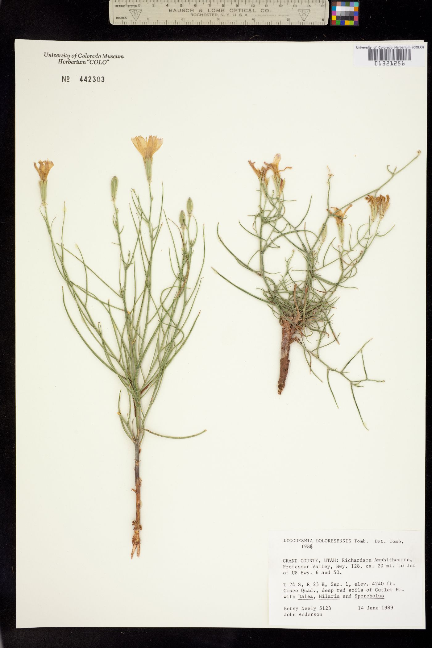 Lygodesmia grandiflora var. doloresensis image