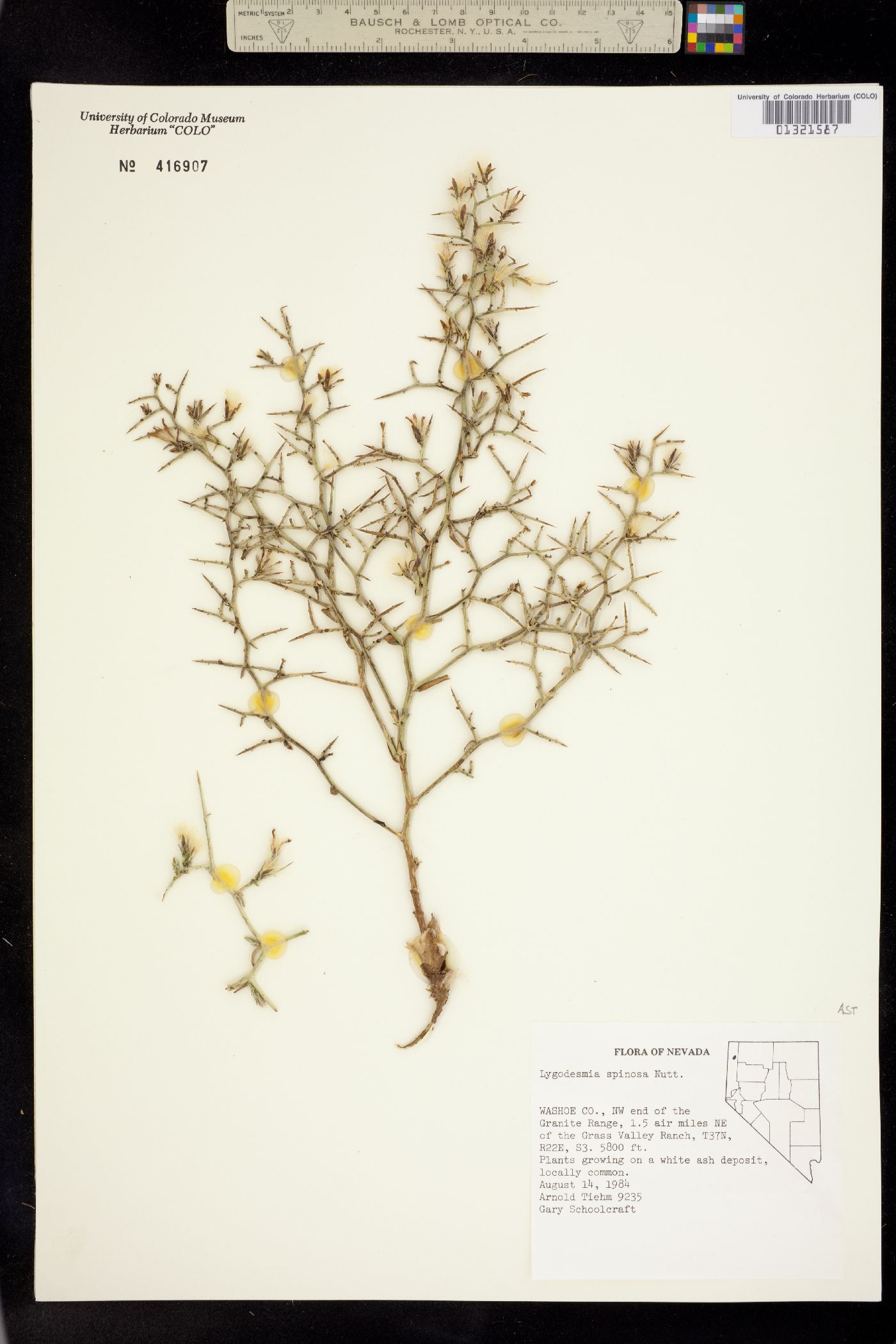 Lygodesmia spinosa image
