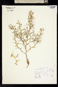 Image of Lygodesmia spinosa
