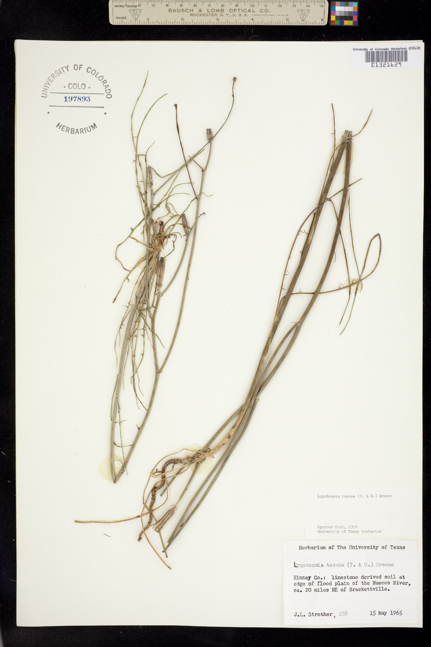 Lygodesmia texana image