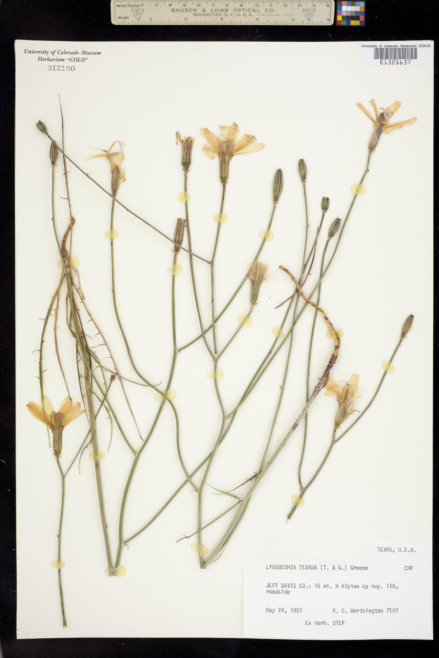 Lygodesmia texana image