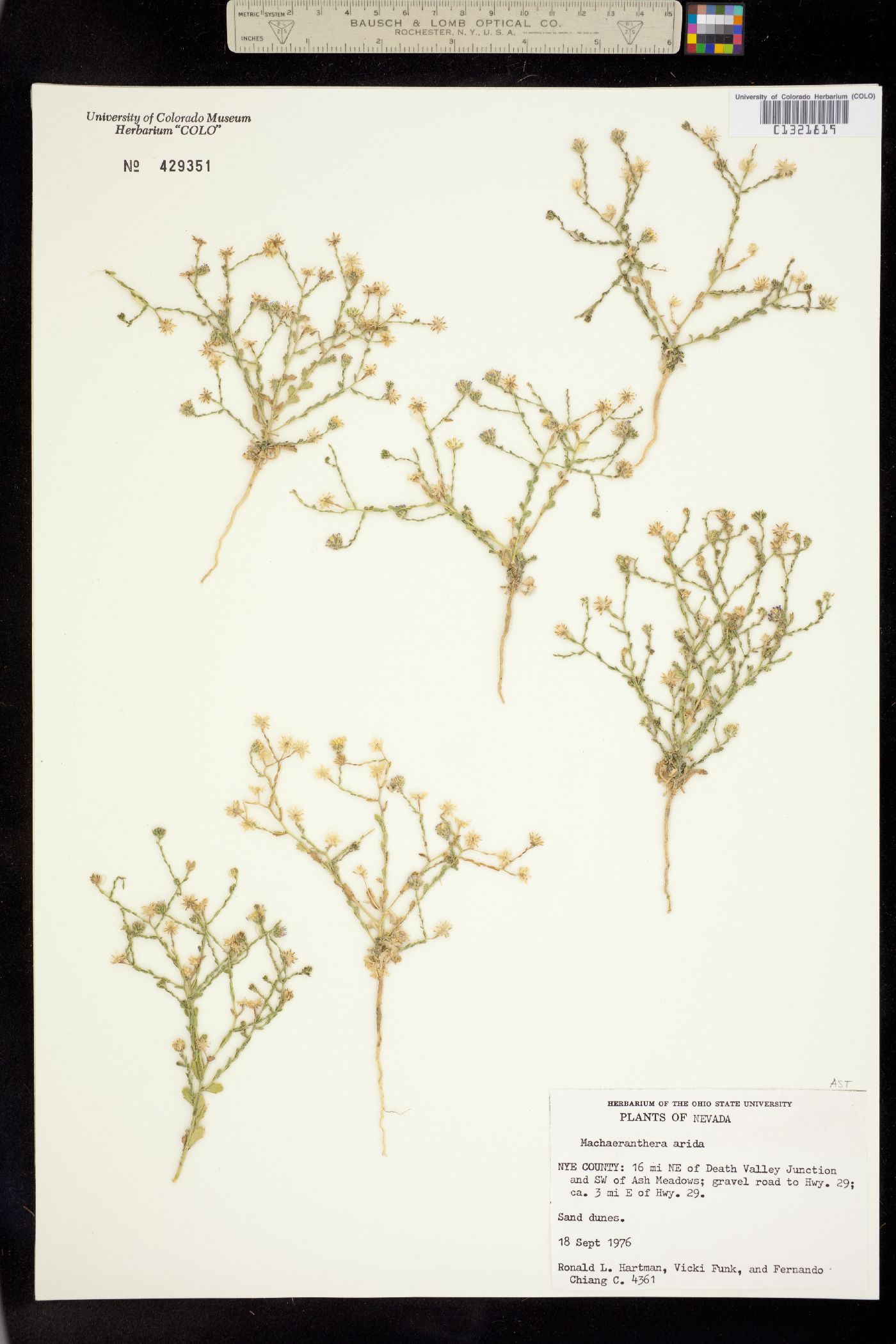 Machaeranthera arida image