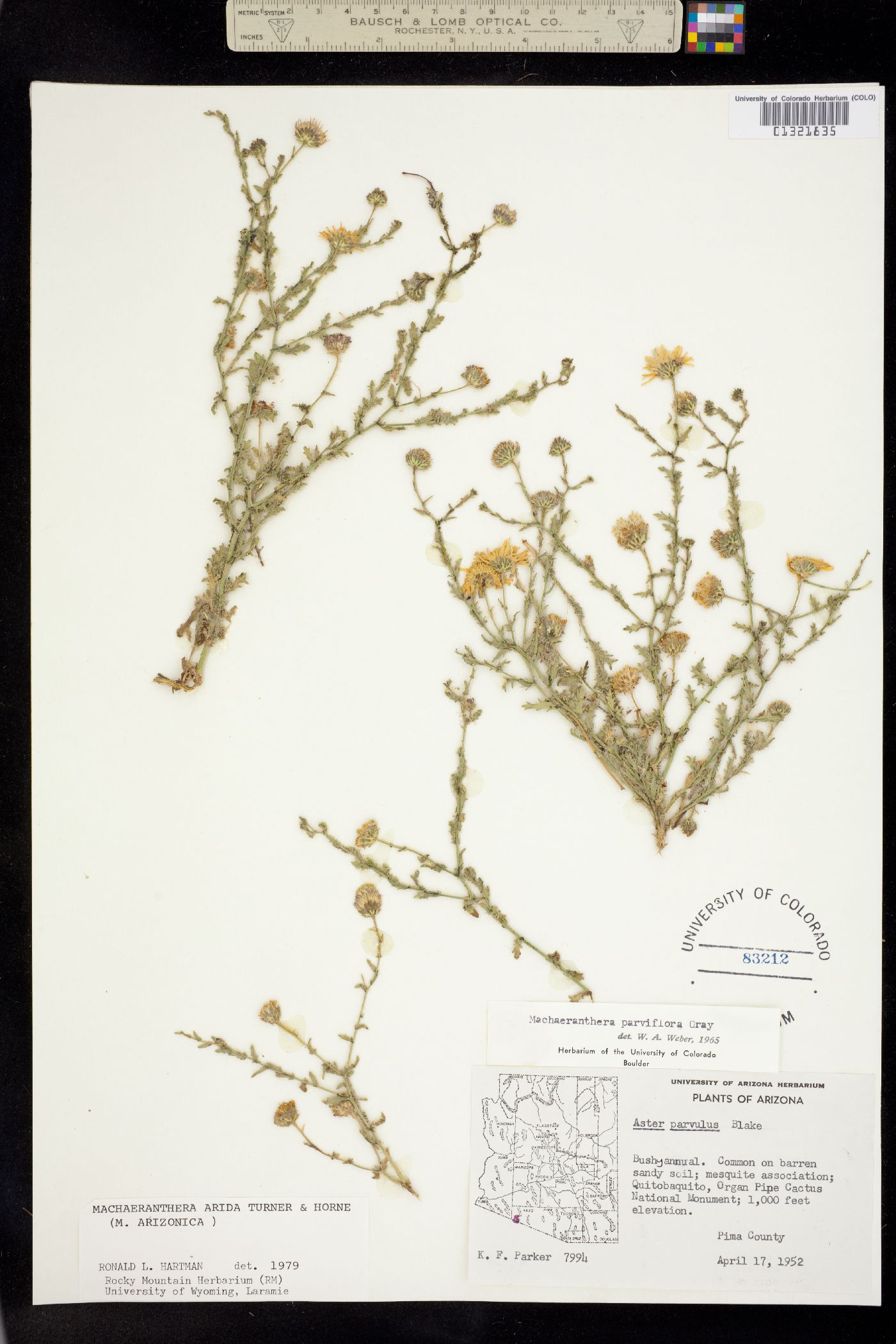 Machaeranthera arida image