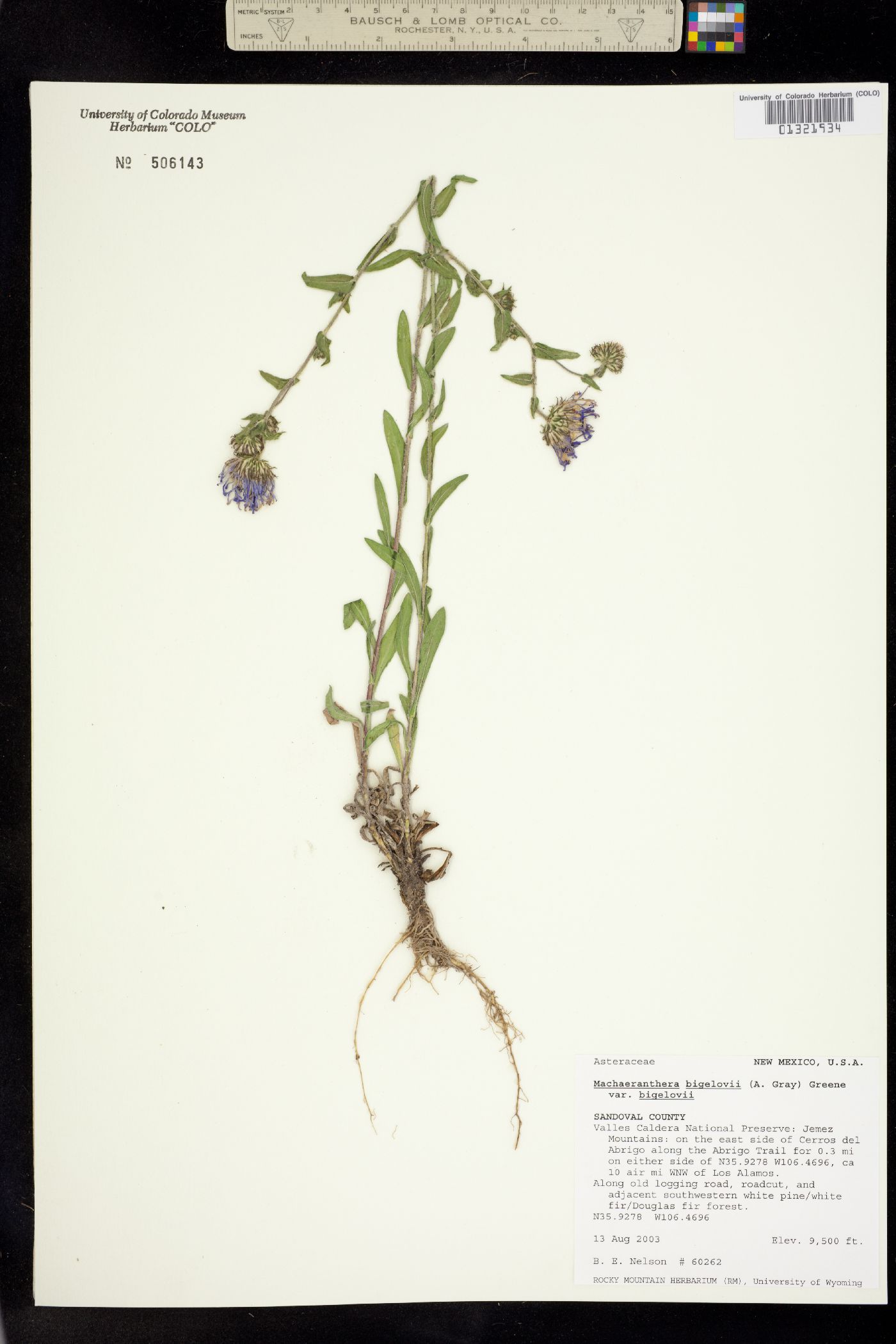 Machaeranthera bigelovii image