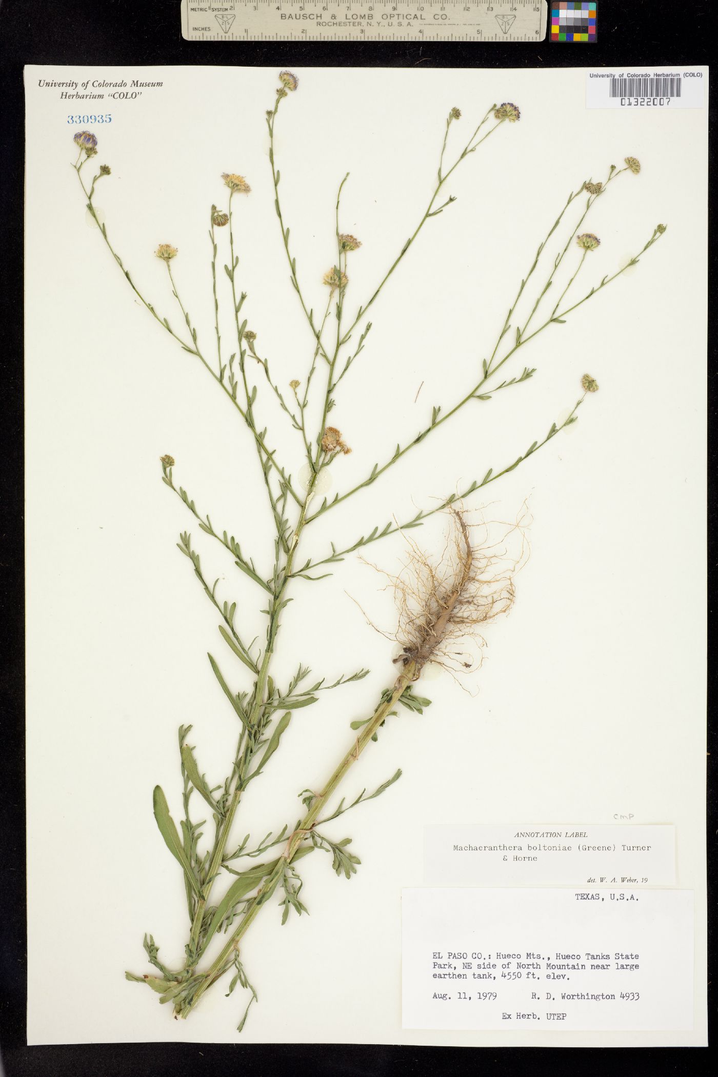 Machaeranthera boltoniae image