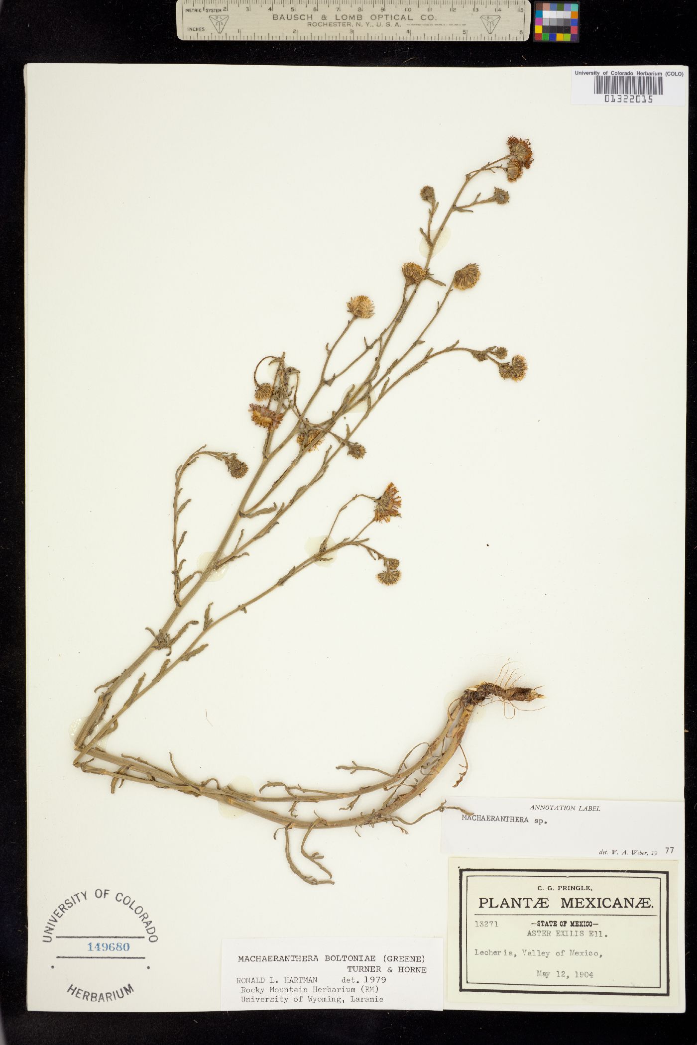 Machaeranthera boltoniae image