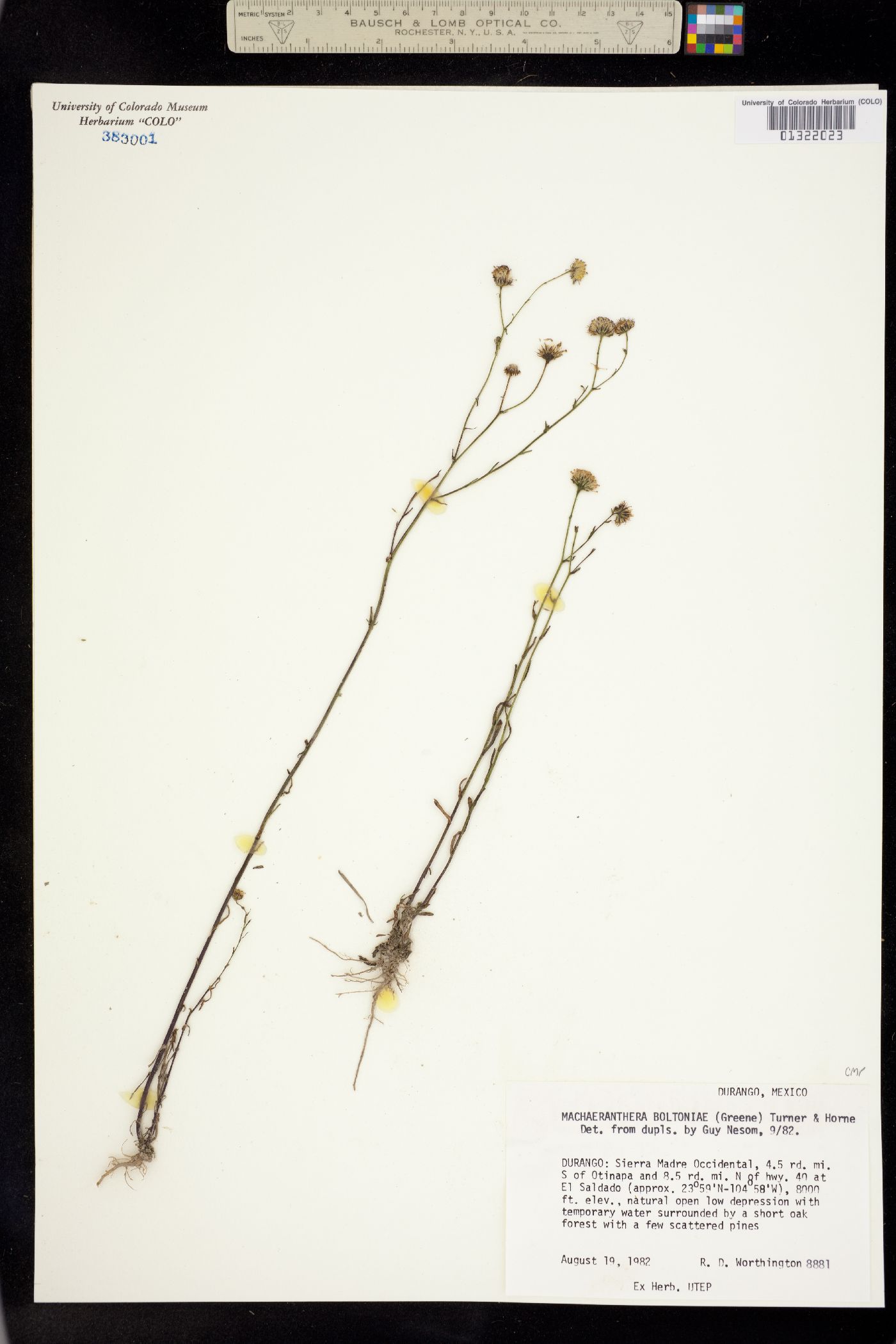 Machaeranthera boltoniae image