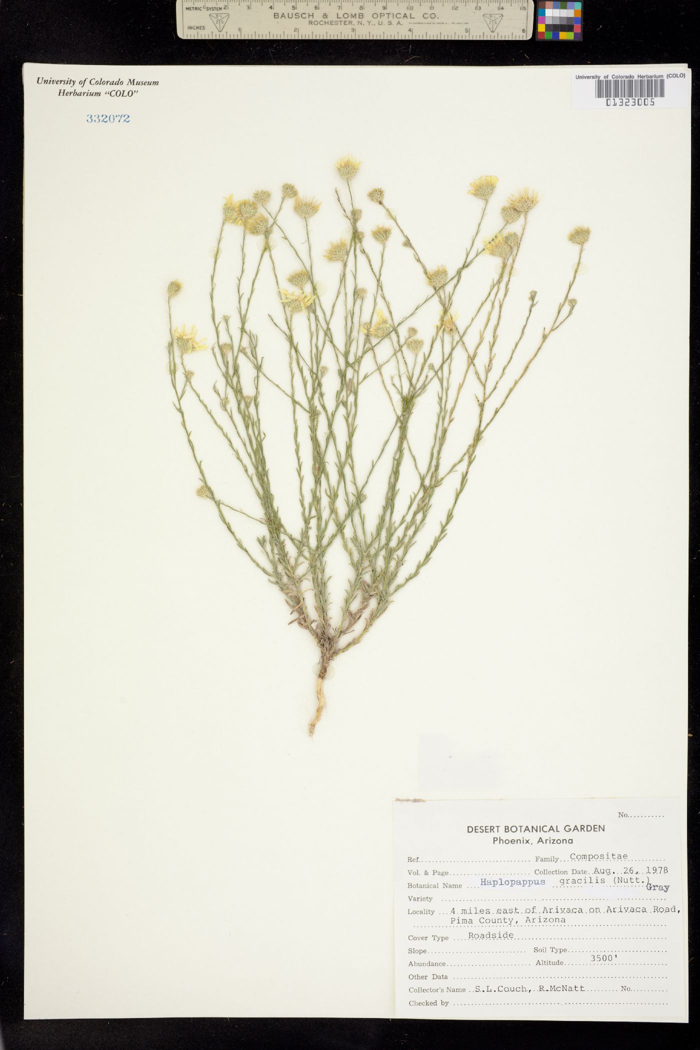 Machaeranthera gracilis image