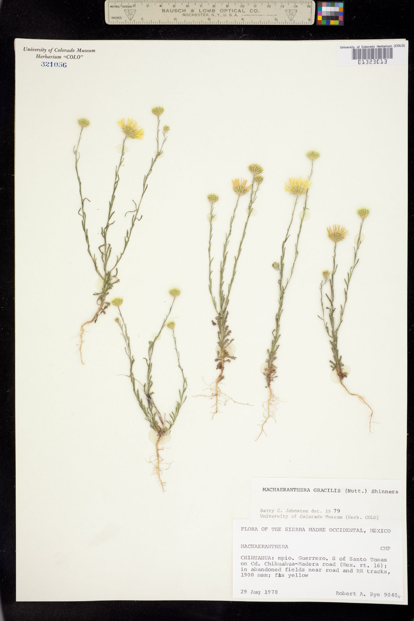 Machaeranthera gracilis image