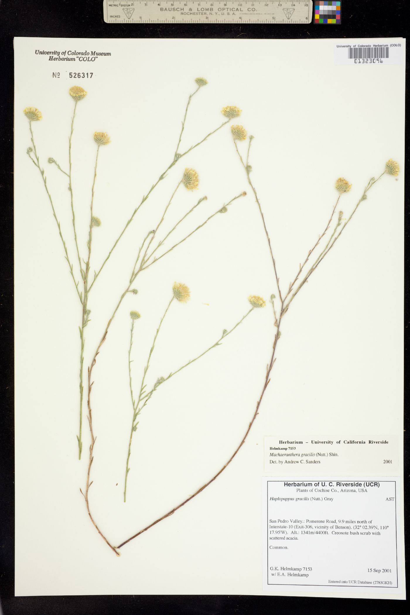 Machaeranthera image