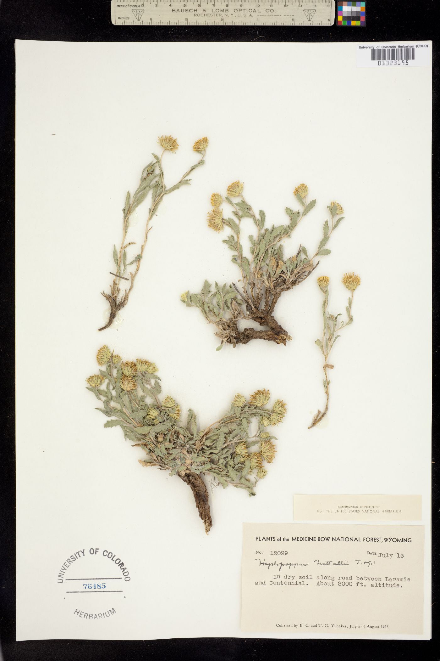 Machaeranthera grindelioides image