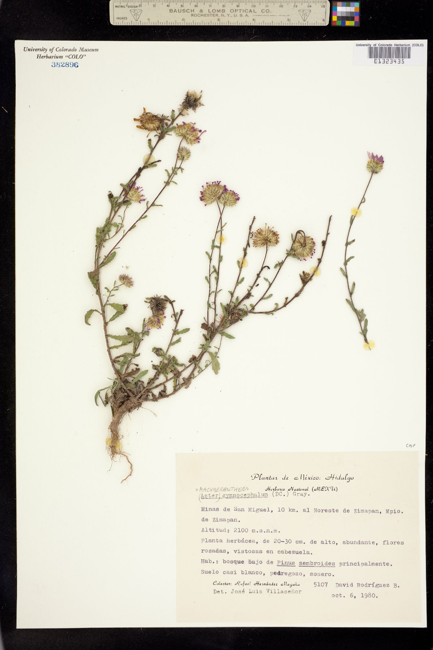 Machaeranthera gymnocephala image