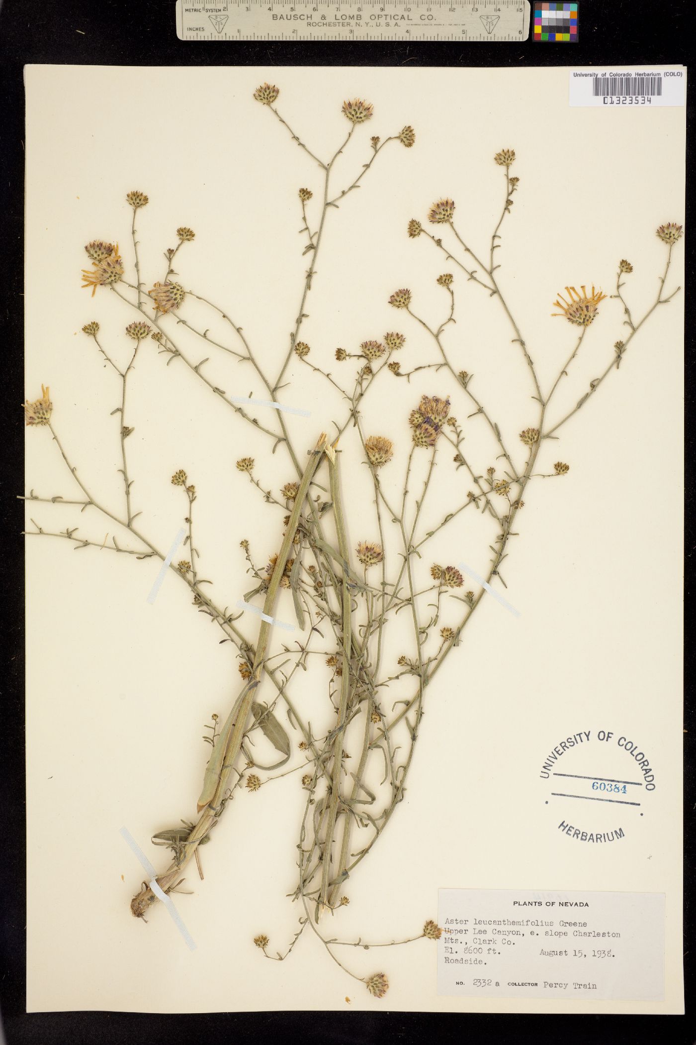 Machaeranthera leucanthemifolia image