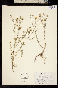 Machaeranthera leucanthemifolia image