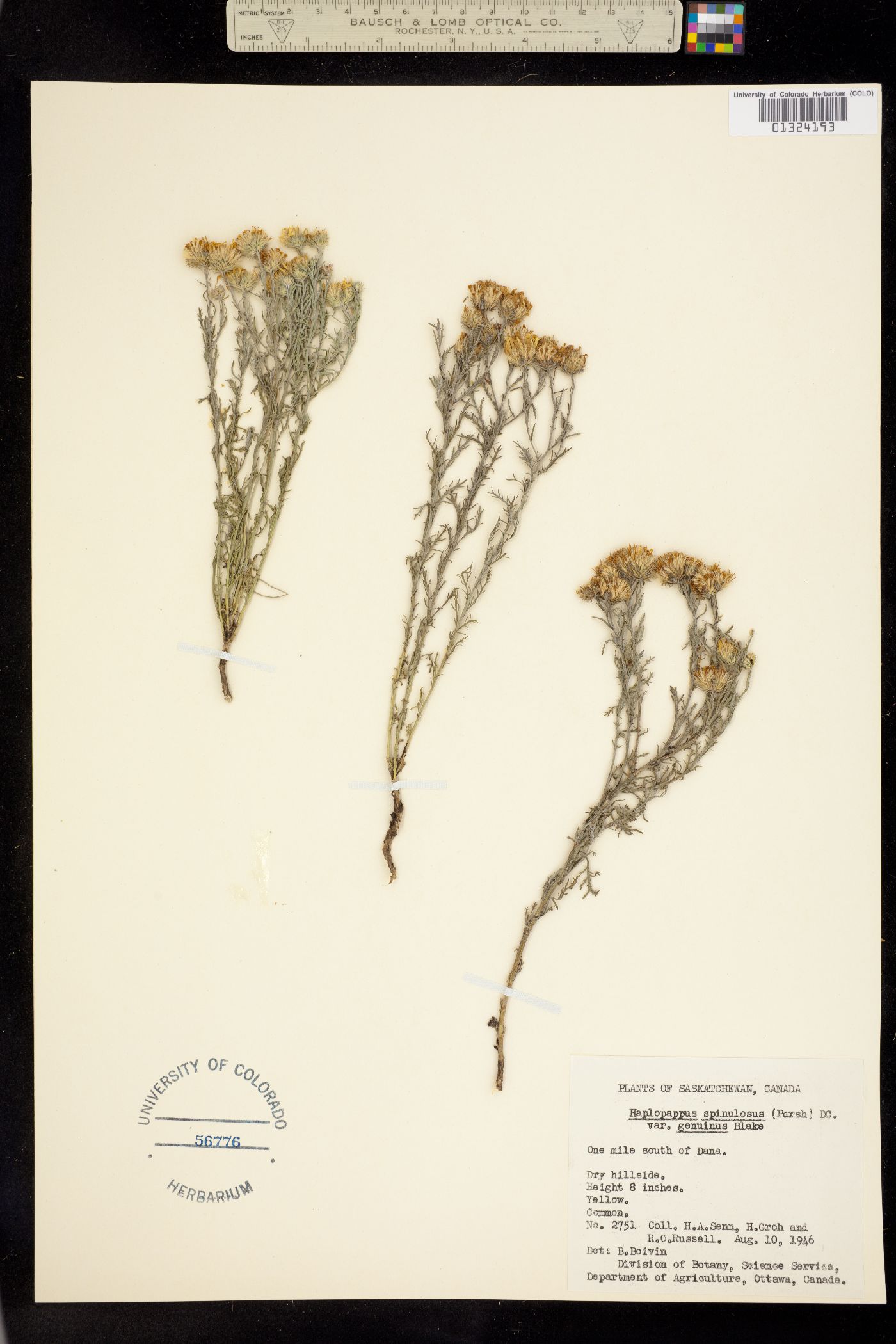 Machaeranthera image