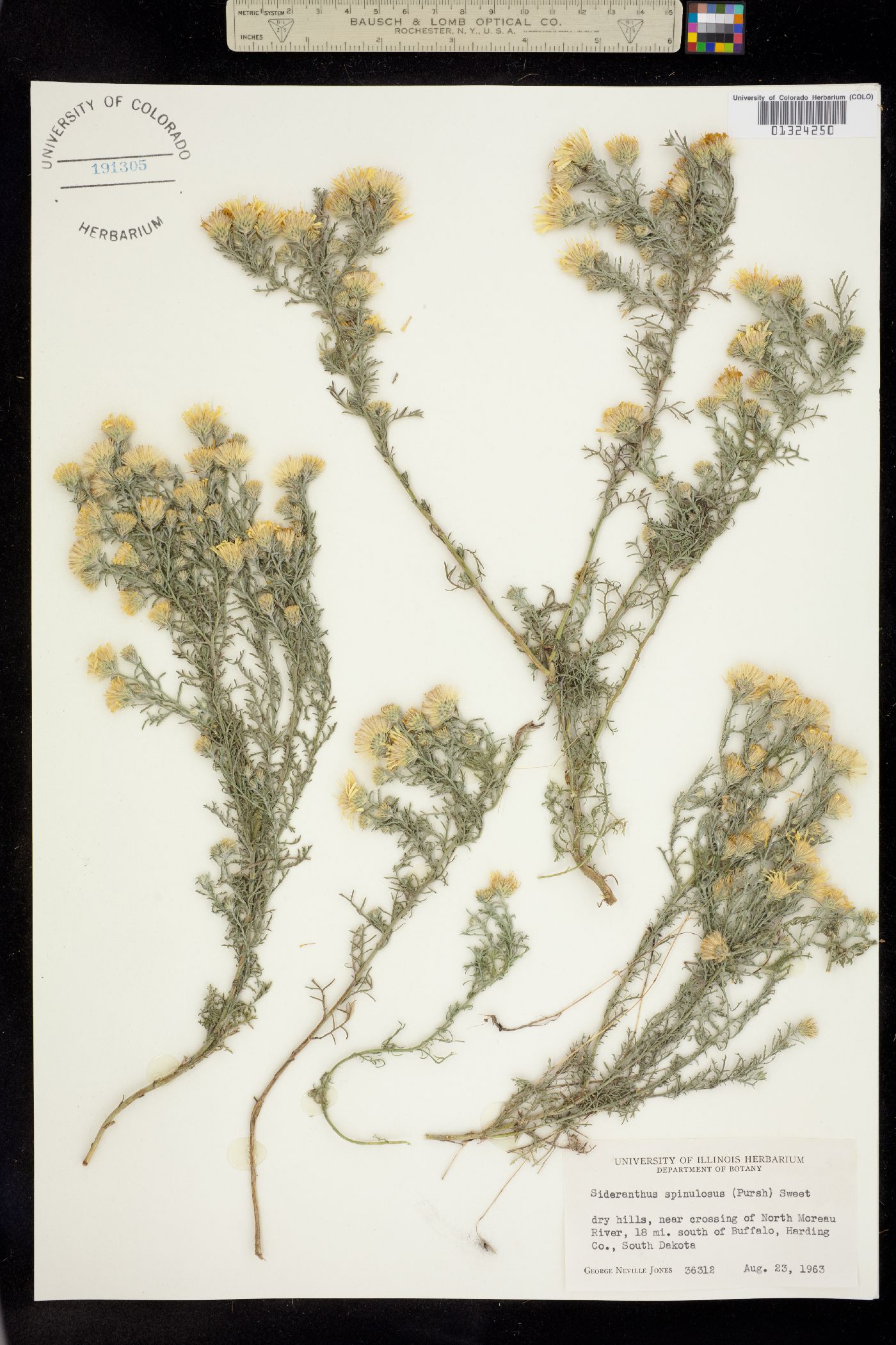 Machaeranthera pinnatifida image