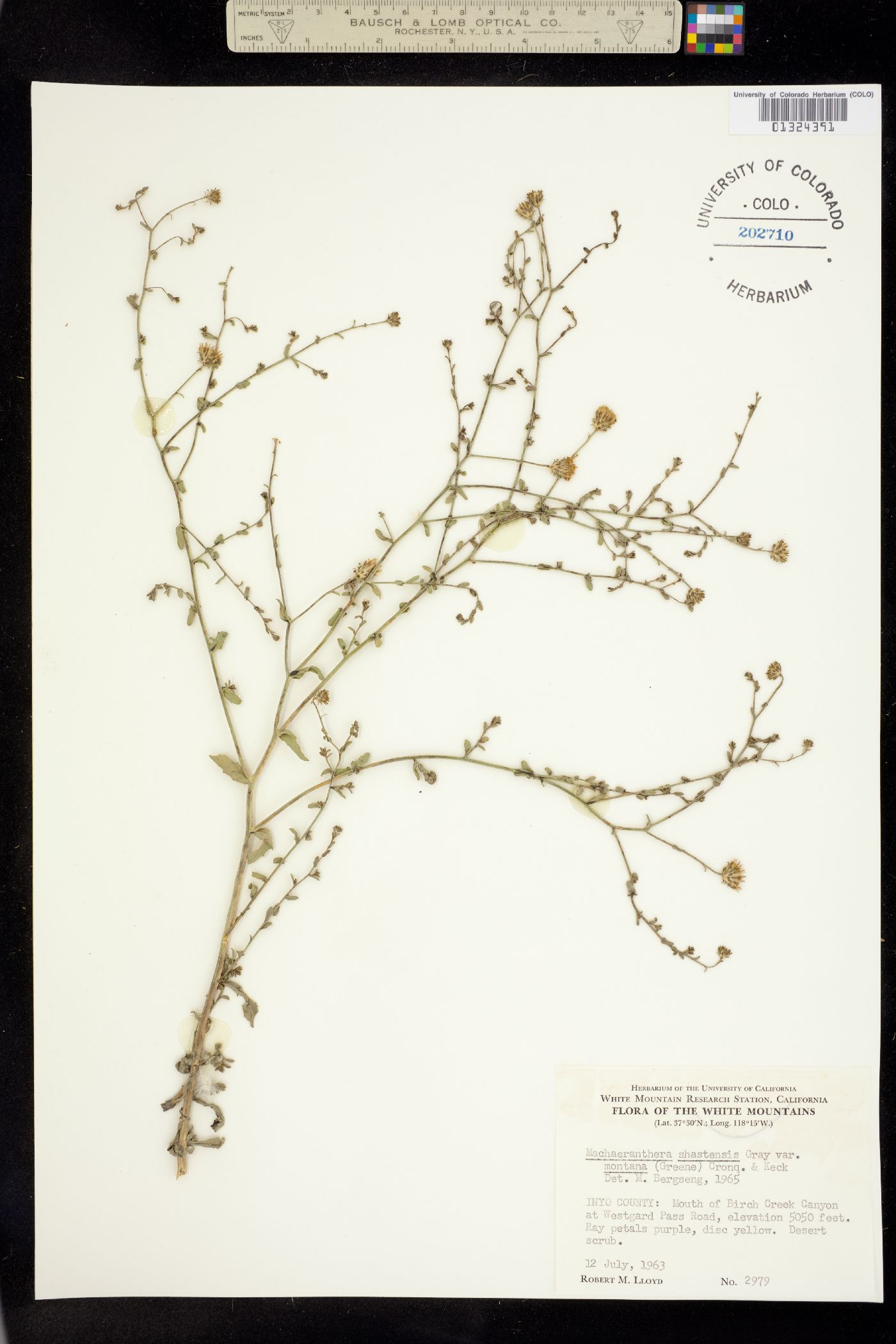 Machaeranthera shastensis image