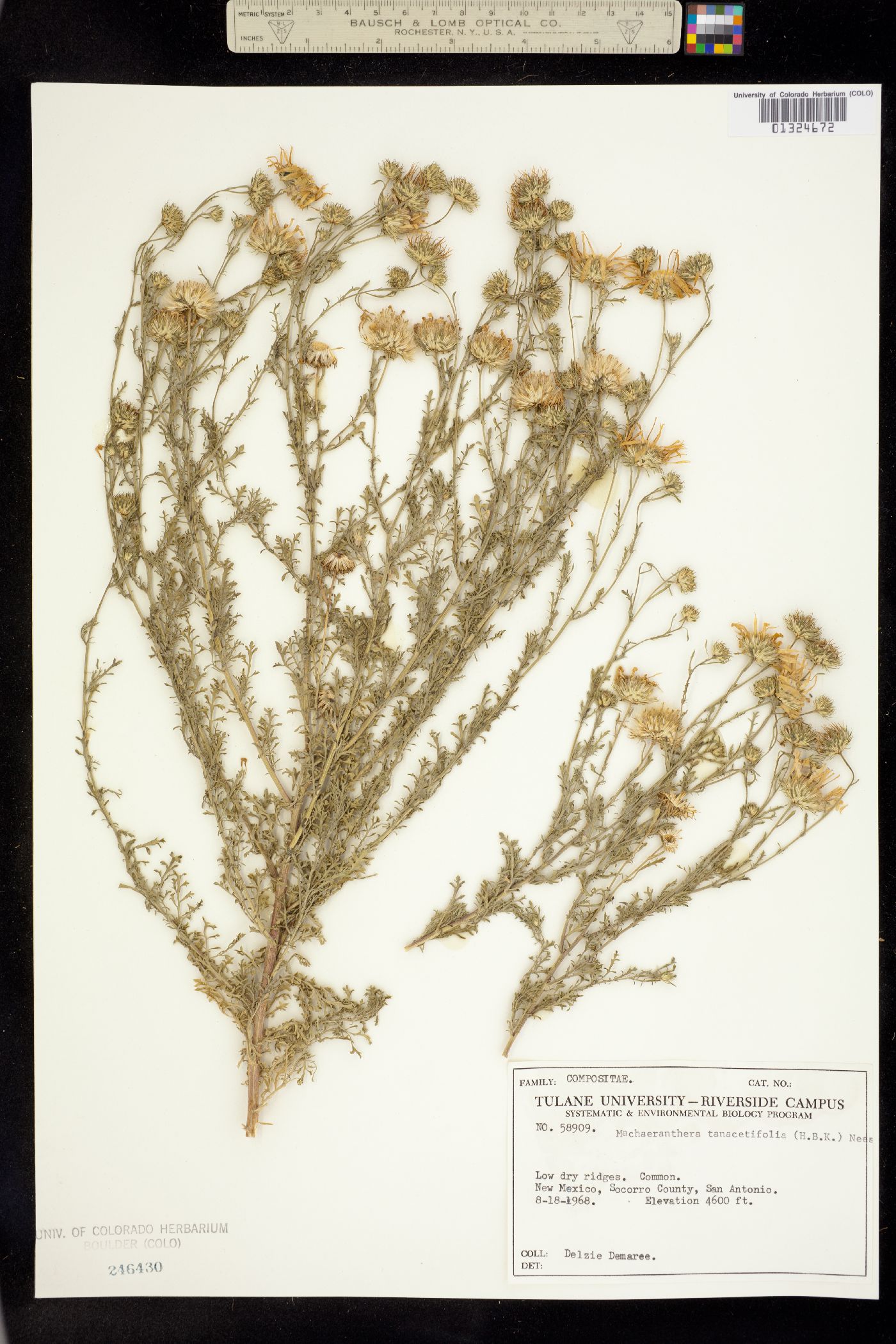 Machaeranthera tanacetifolia image
