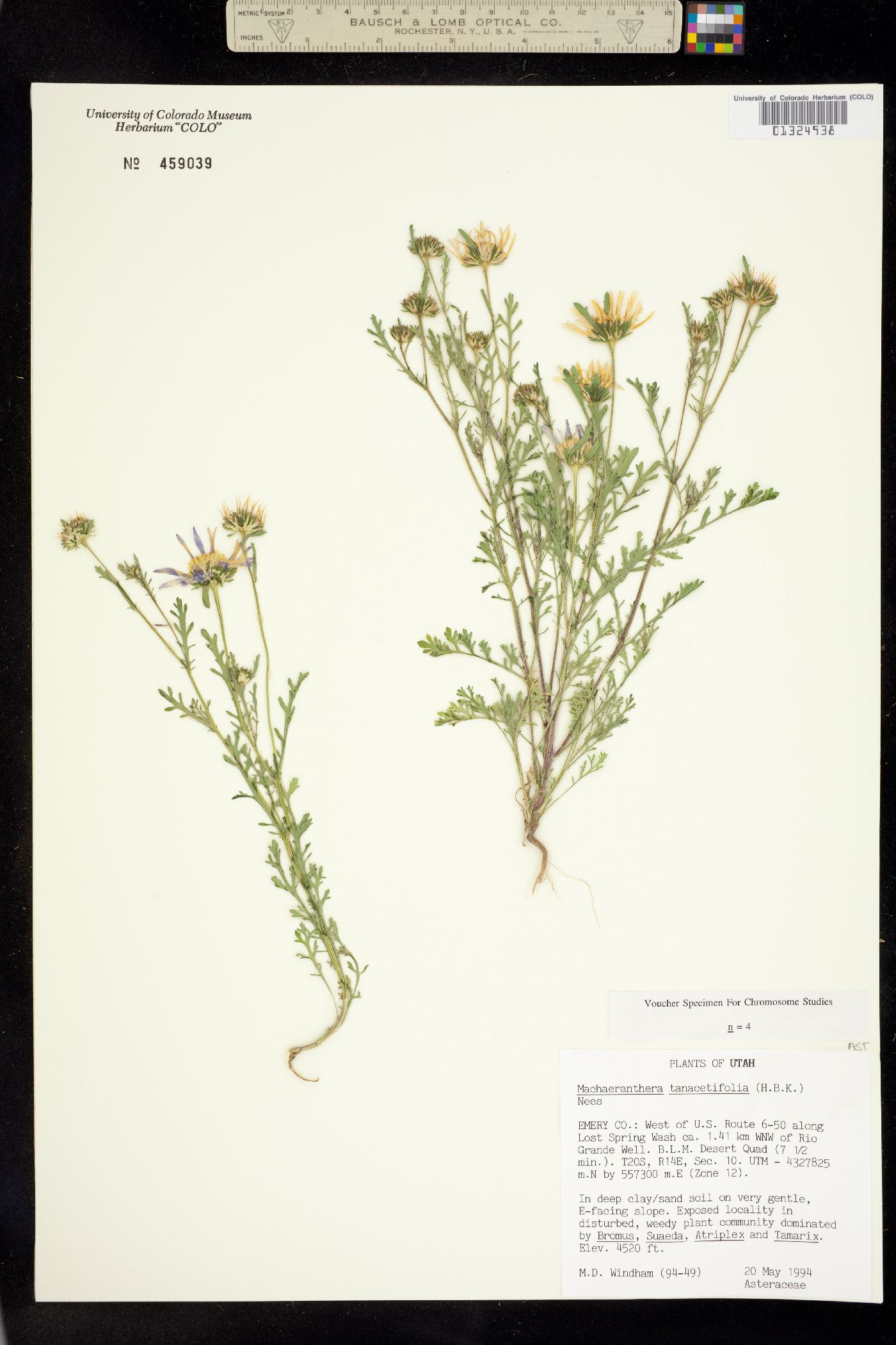 Machaeranthera tanacetifolia image