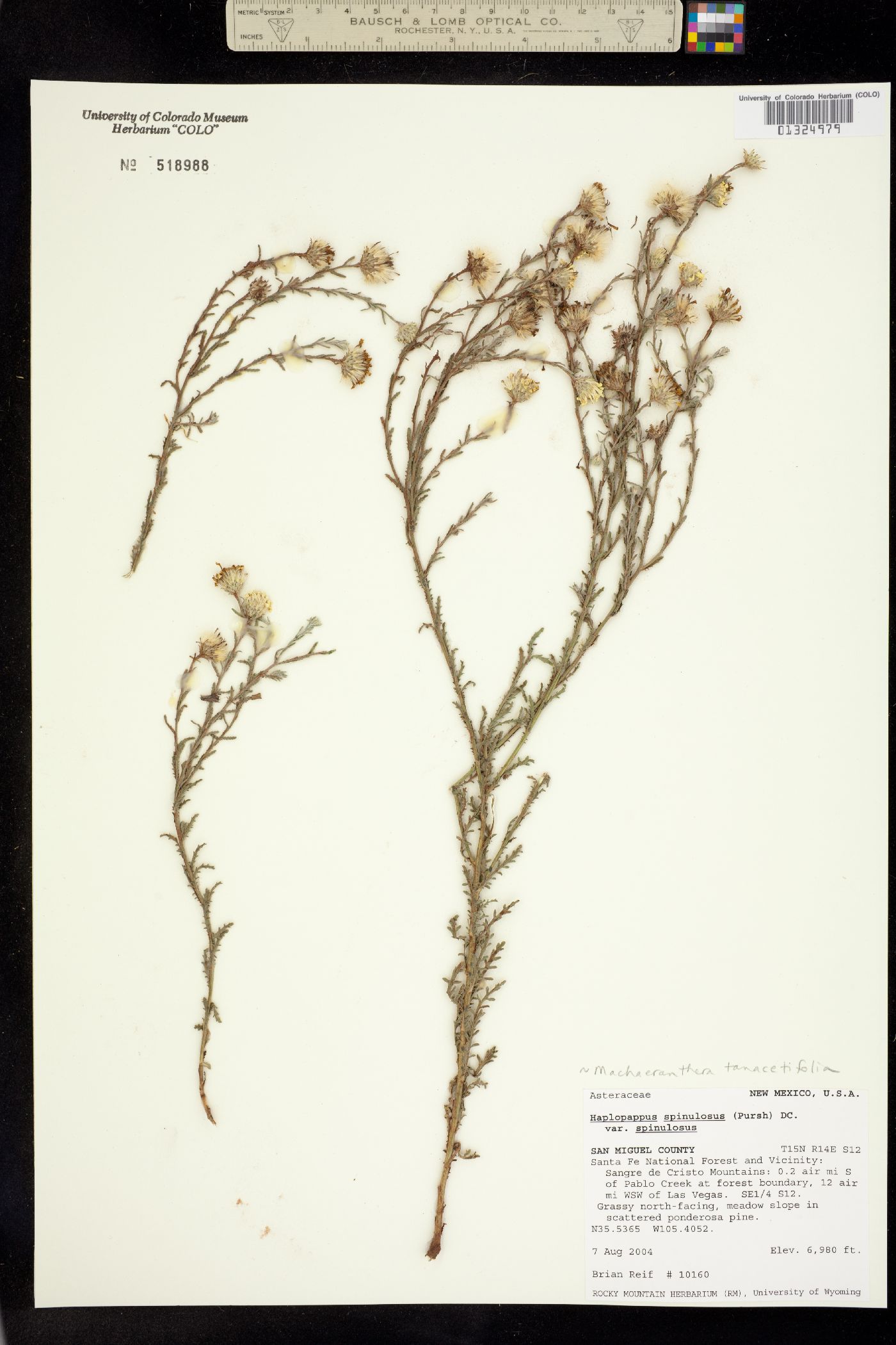 Machaeranthera tanacetifolia image