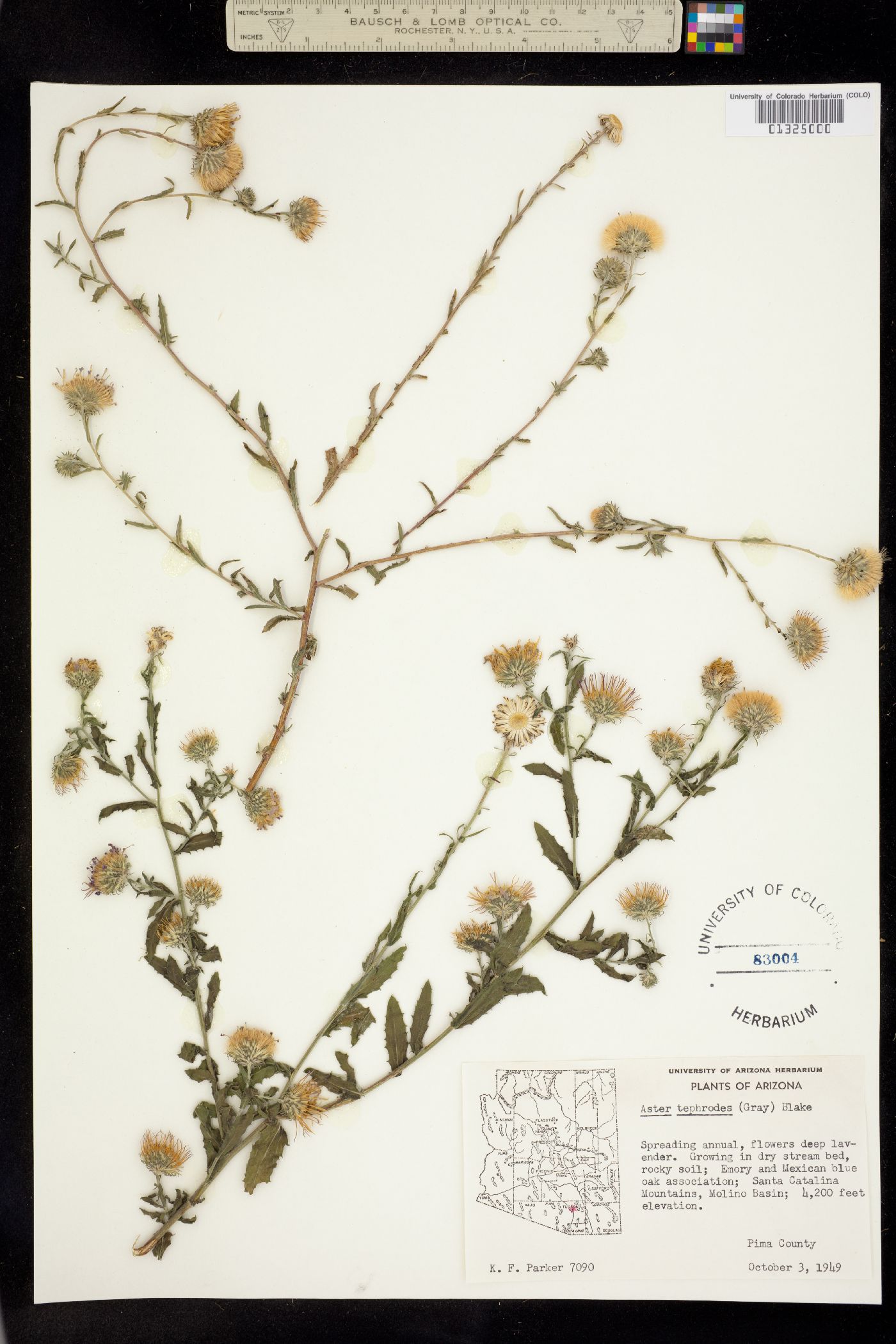Machaeranthera tephrodes image