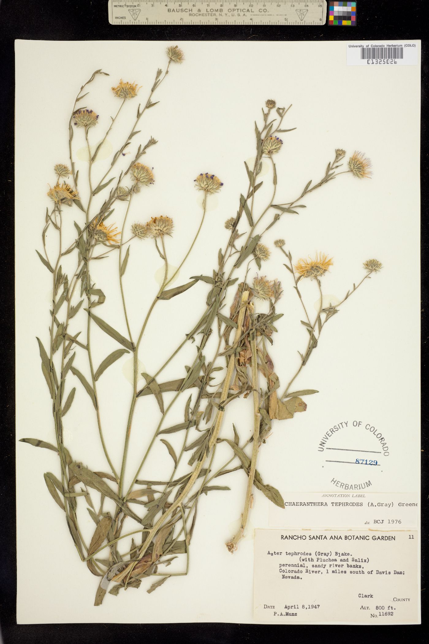 Machaeranthera tephrodes image
