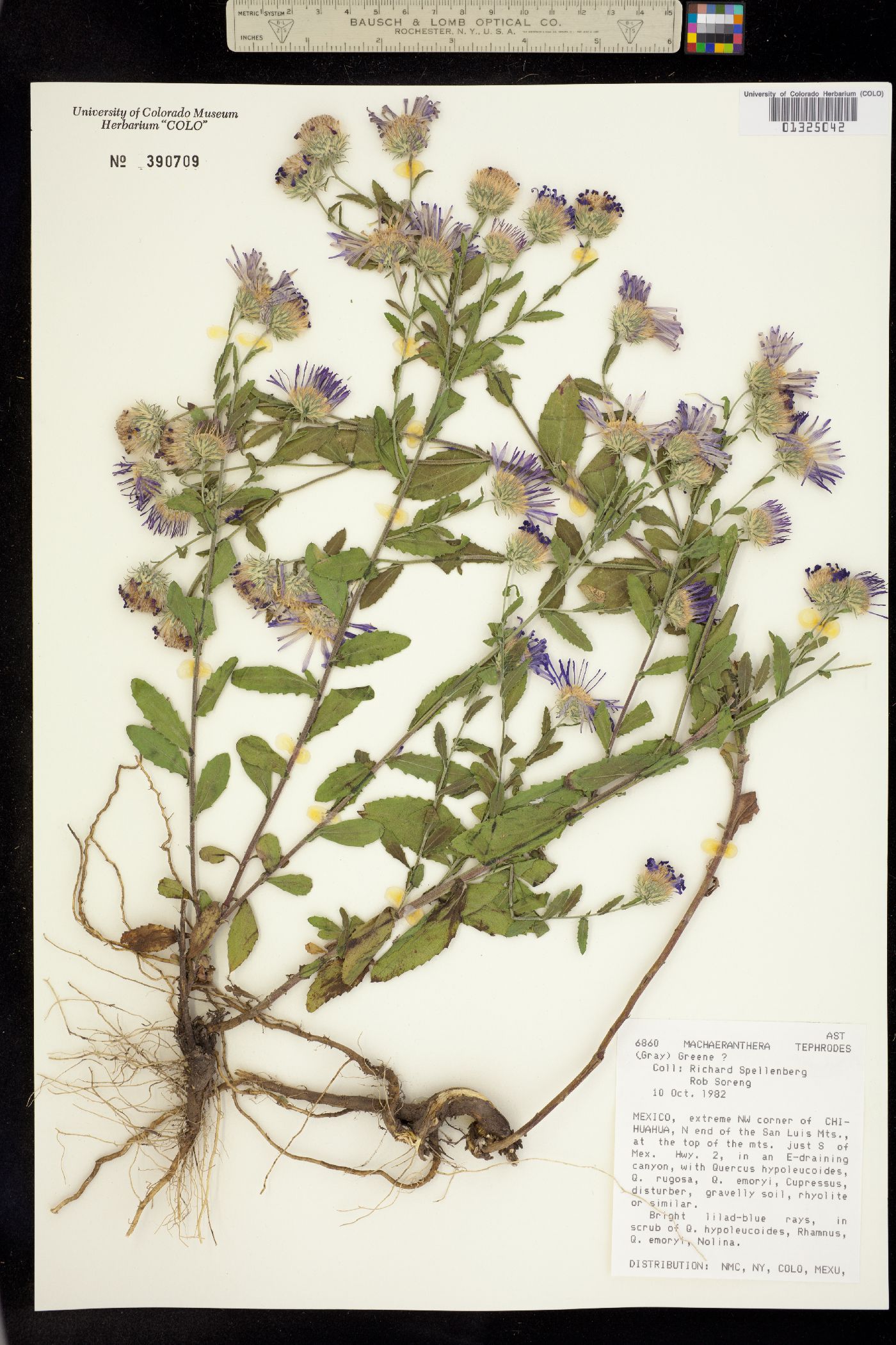 Machaeranthera tephrodes image