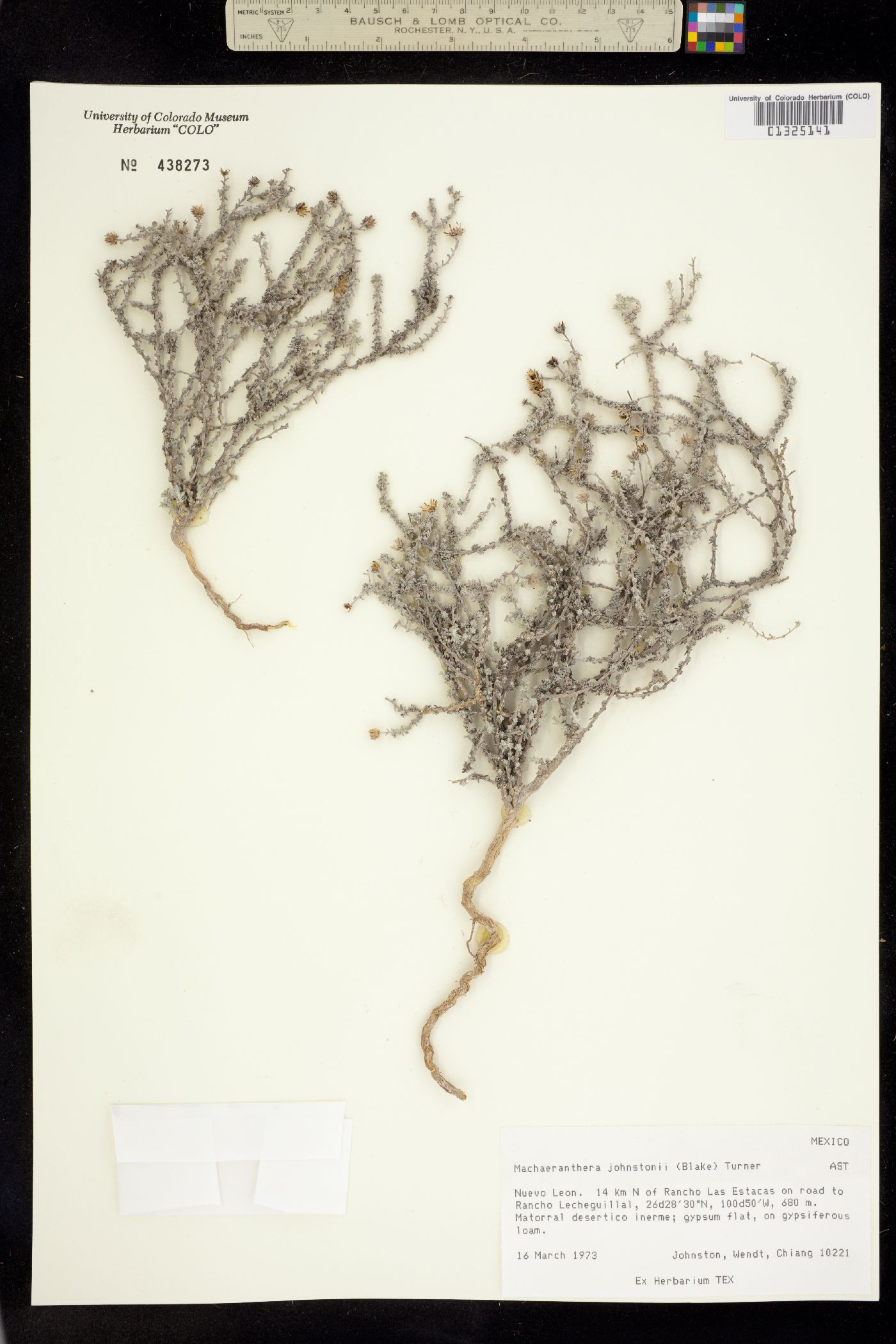 Machaeranthera johnstonii image