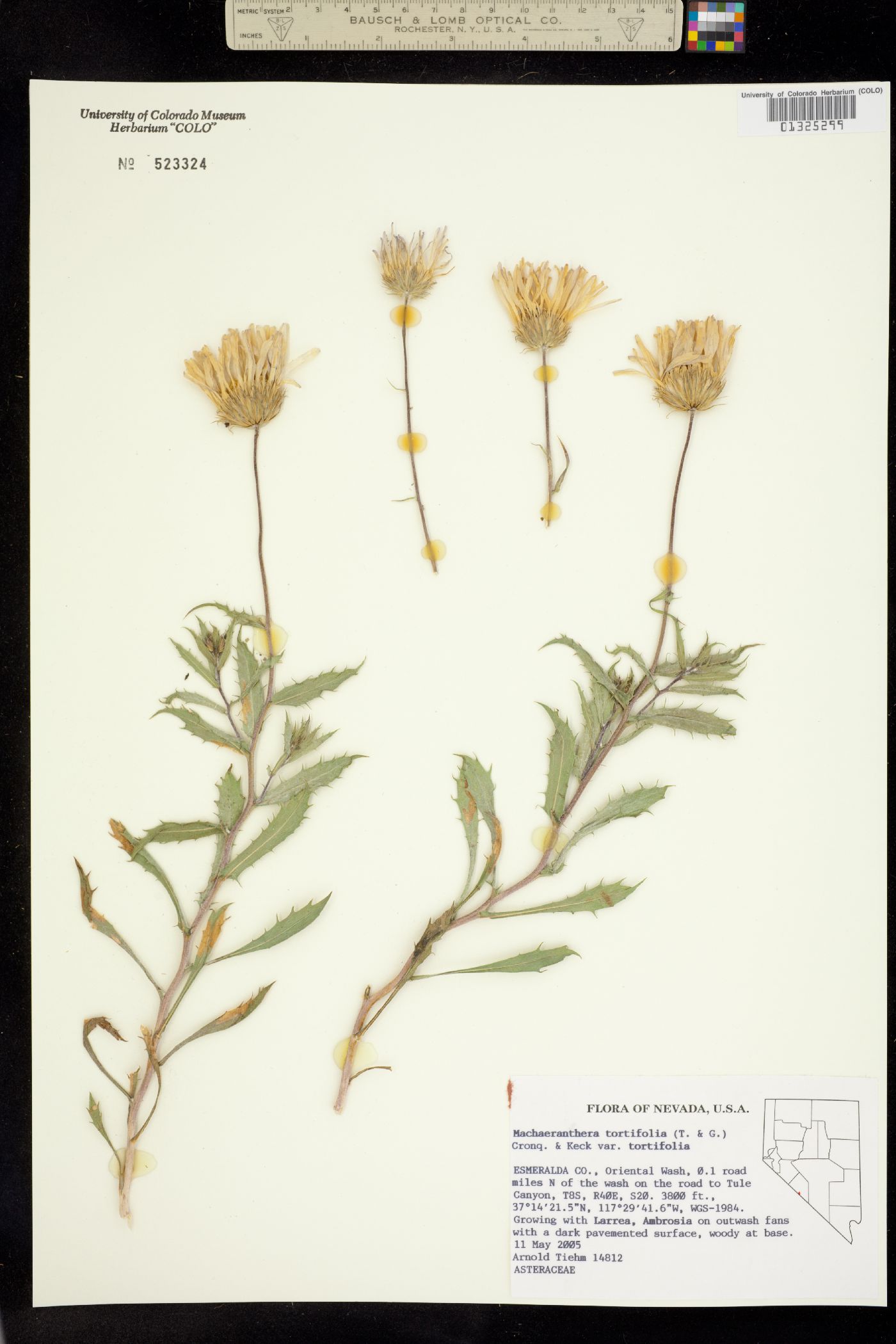 Machaeranthera tortifolia image