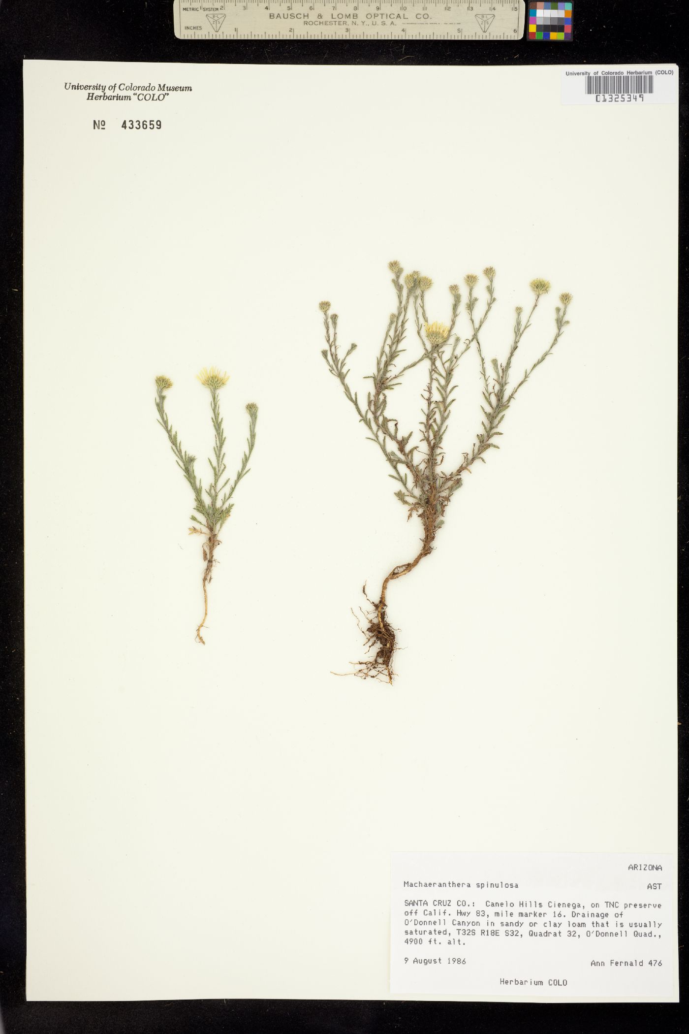 Machaeranthera spinulosa image