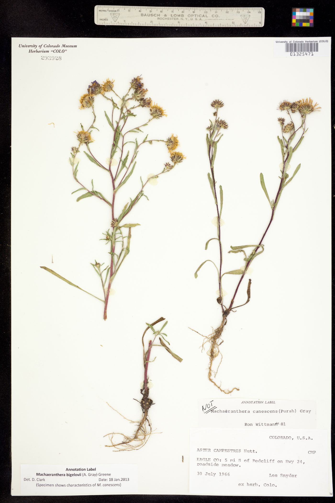 Machaeranthera bigelovii image