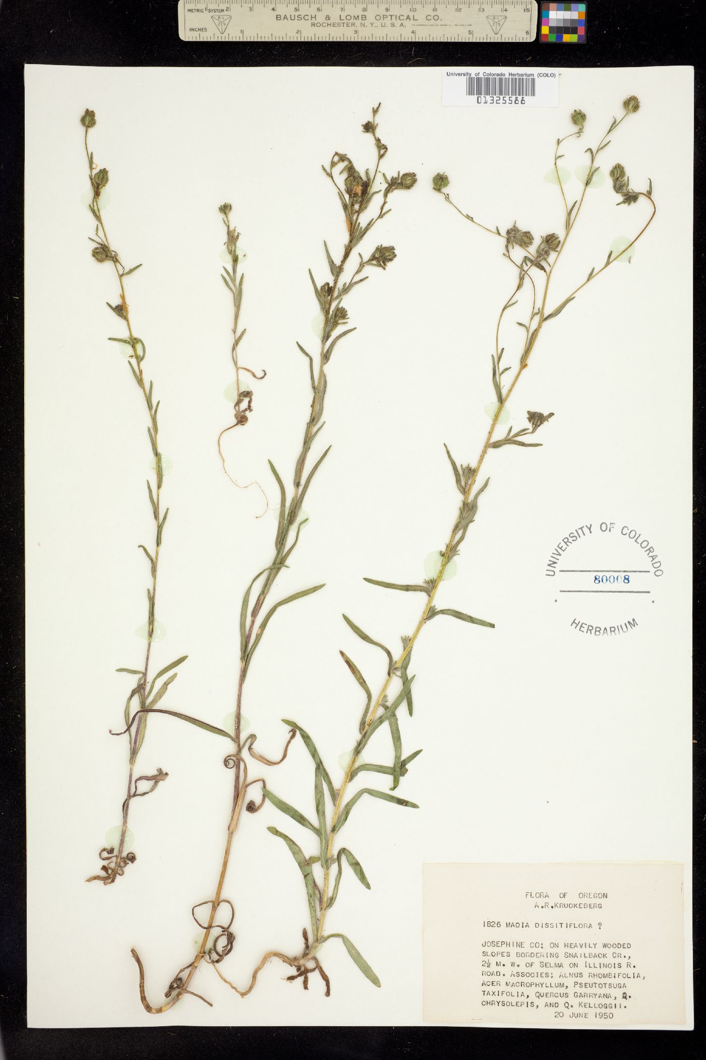 Madia gracilis image