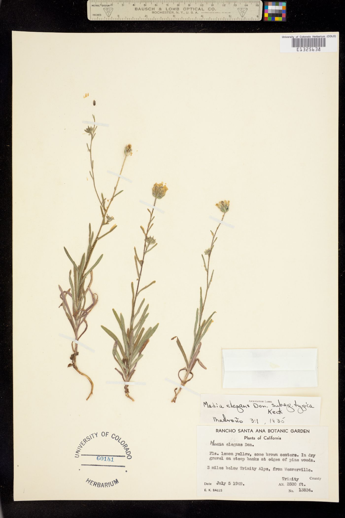 Madia elegans image