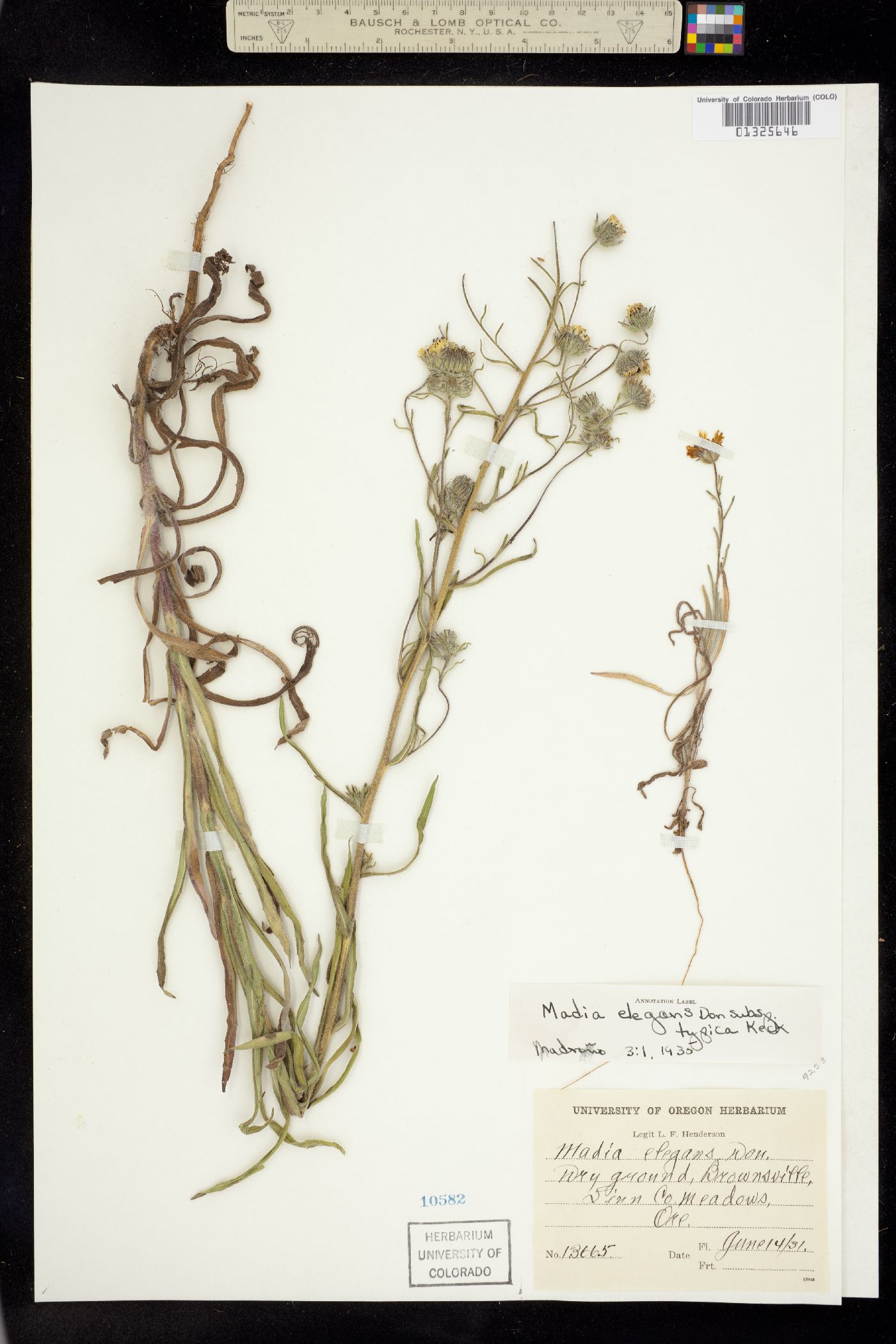 Madia elegans image