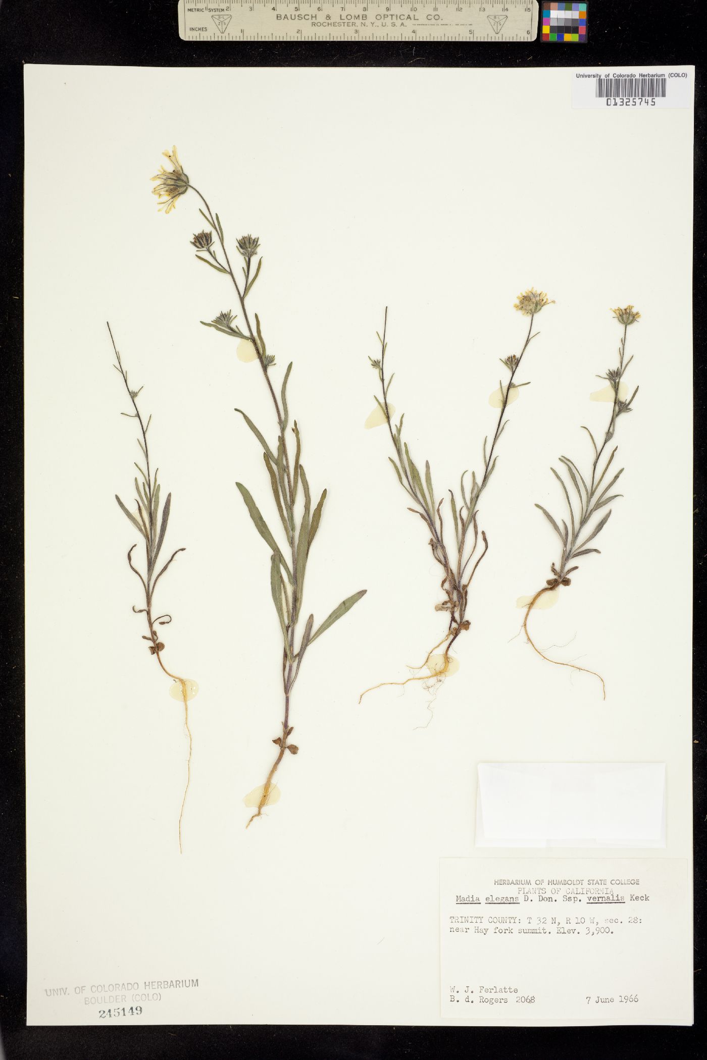 Madia elegans image