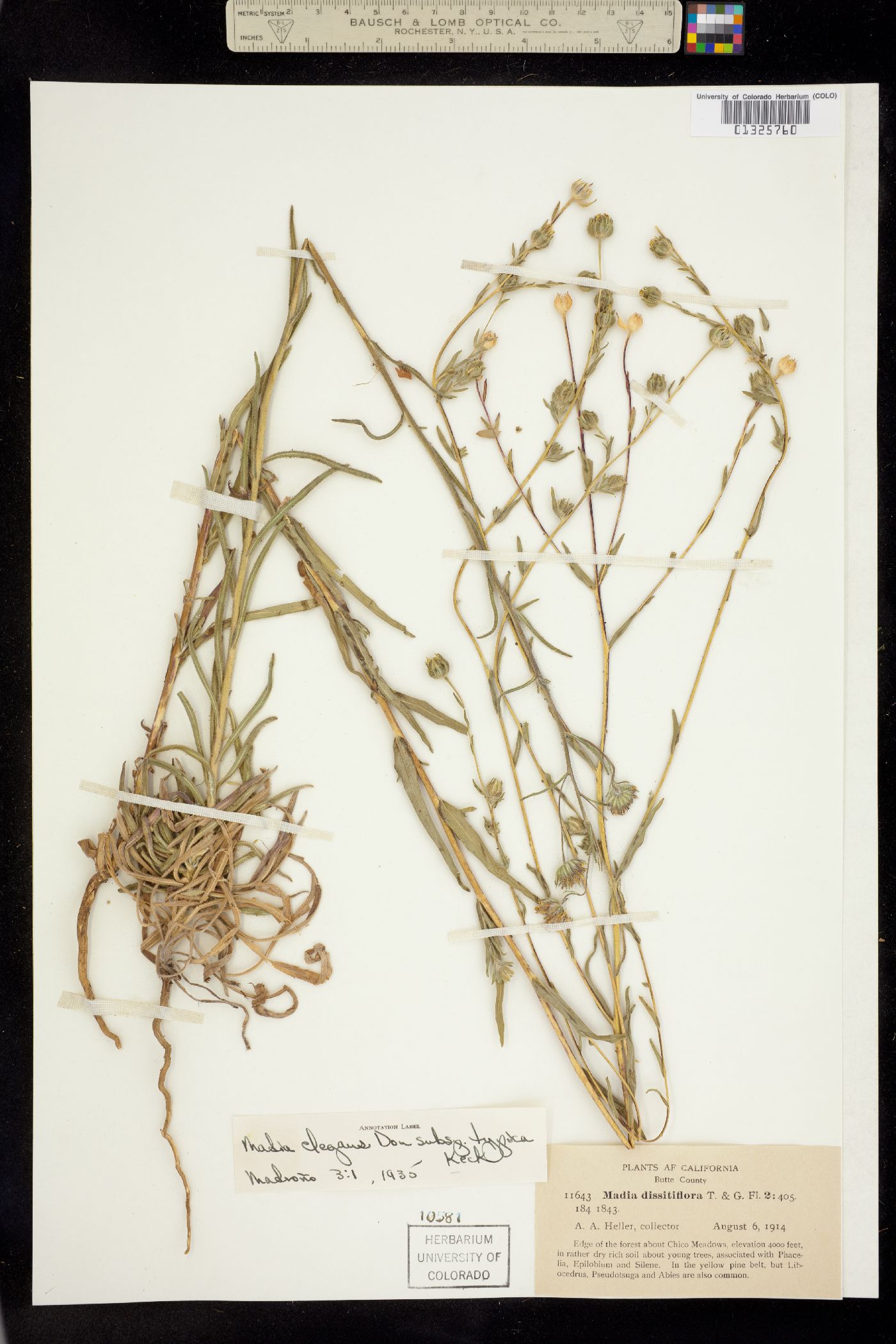 Madia elegans image