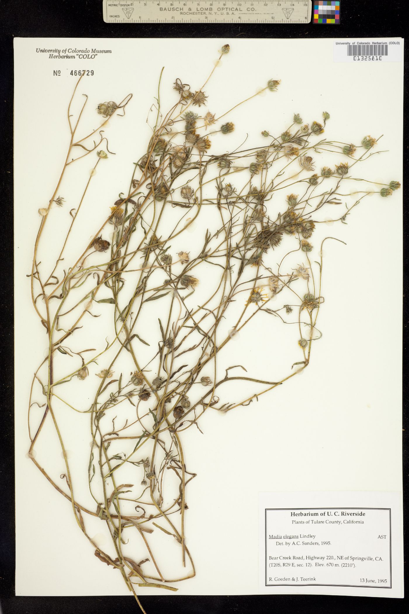 Madia elegans image